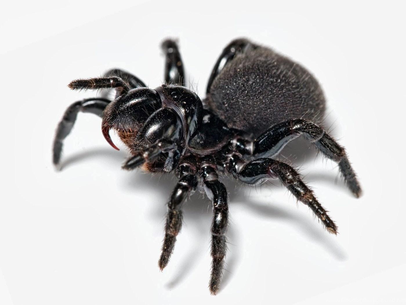 1400x1050 Tarantula Spider HD Wallpaper Desktop Background