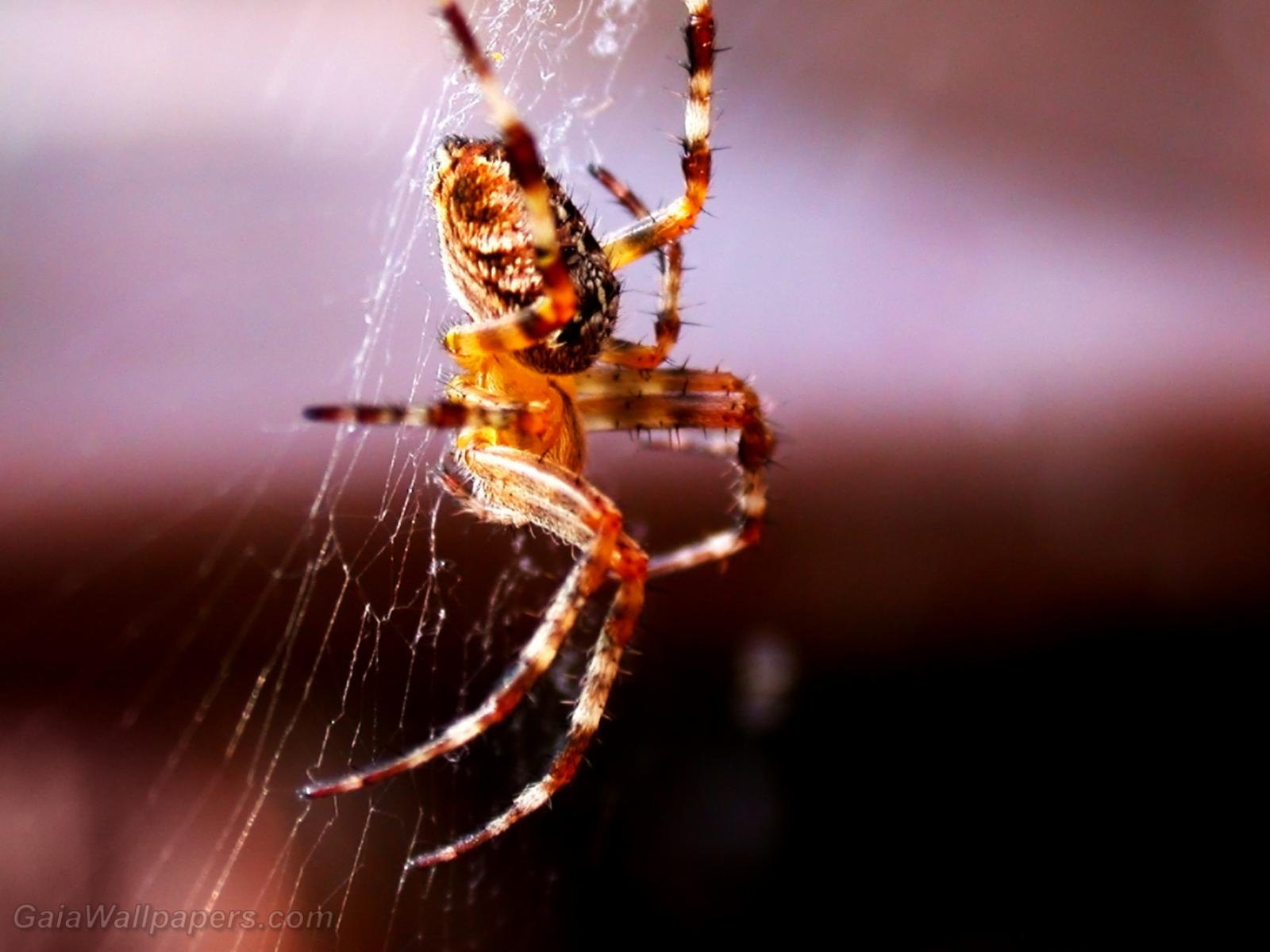 1600x1200 Scary spider going down wallpaper 1600x1200 Desktop Wallpaper