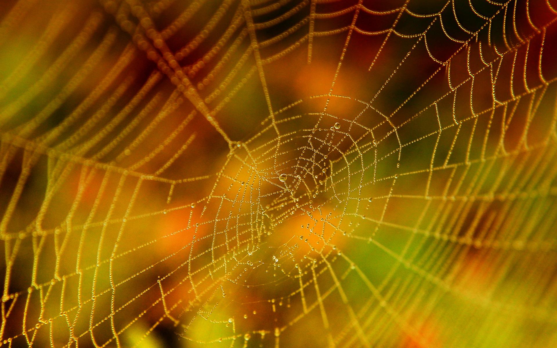 1920x1200 Cool Spider Web Wallpaper 41570 1920x1200px