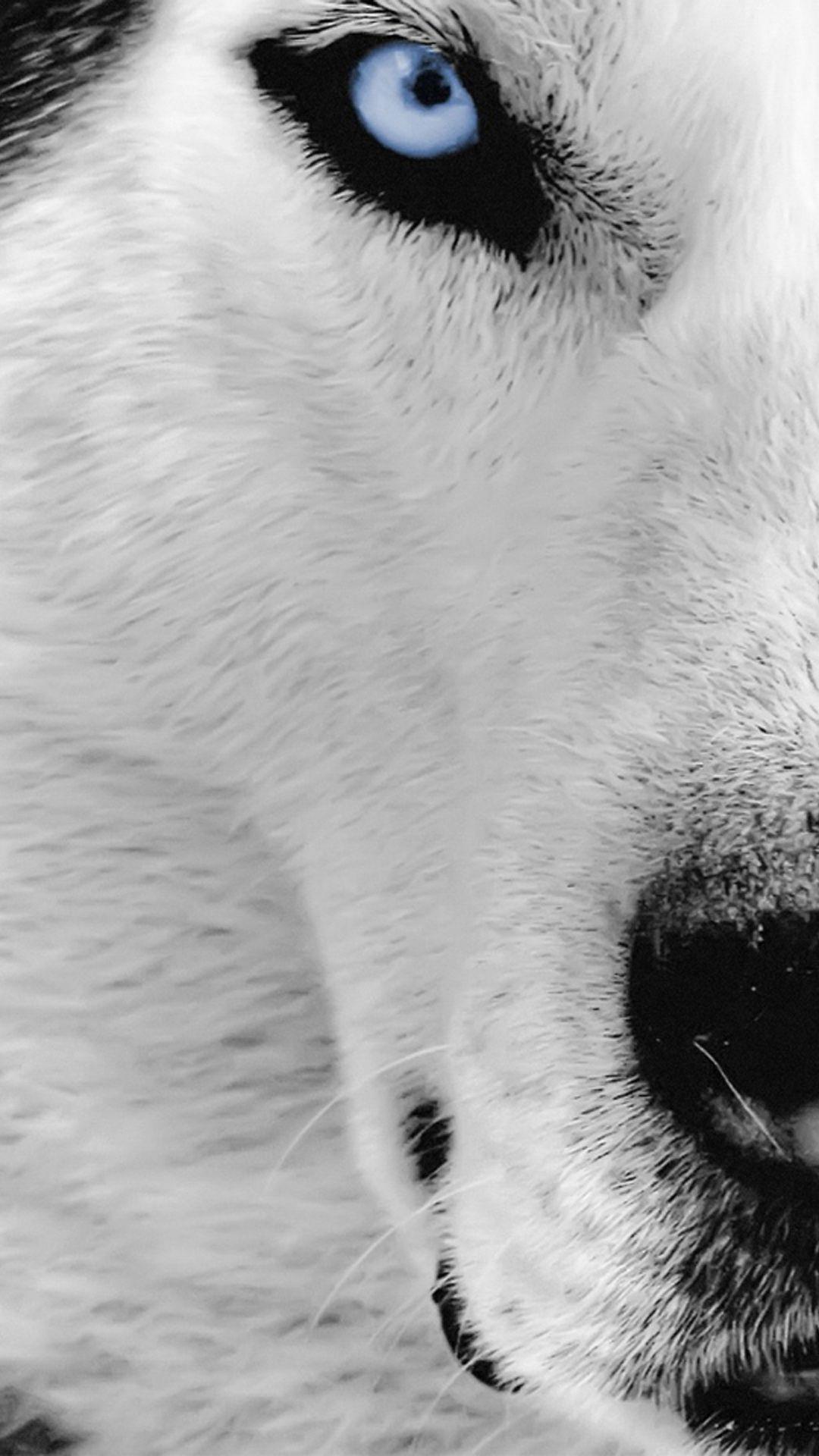 Wolf iPhone Wallpapers - Top Free Wolf iPhone Backgrounds - WallpaperAccess