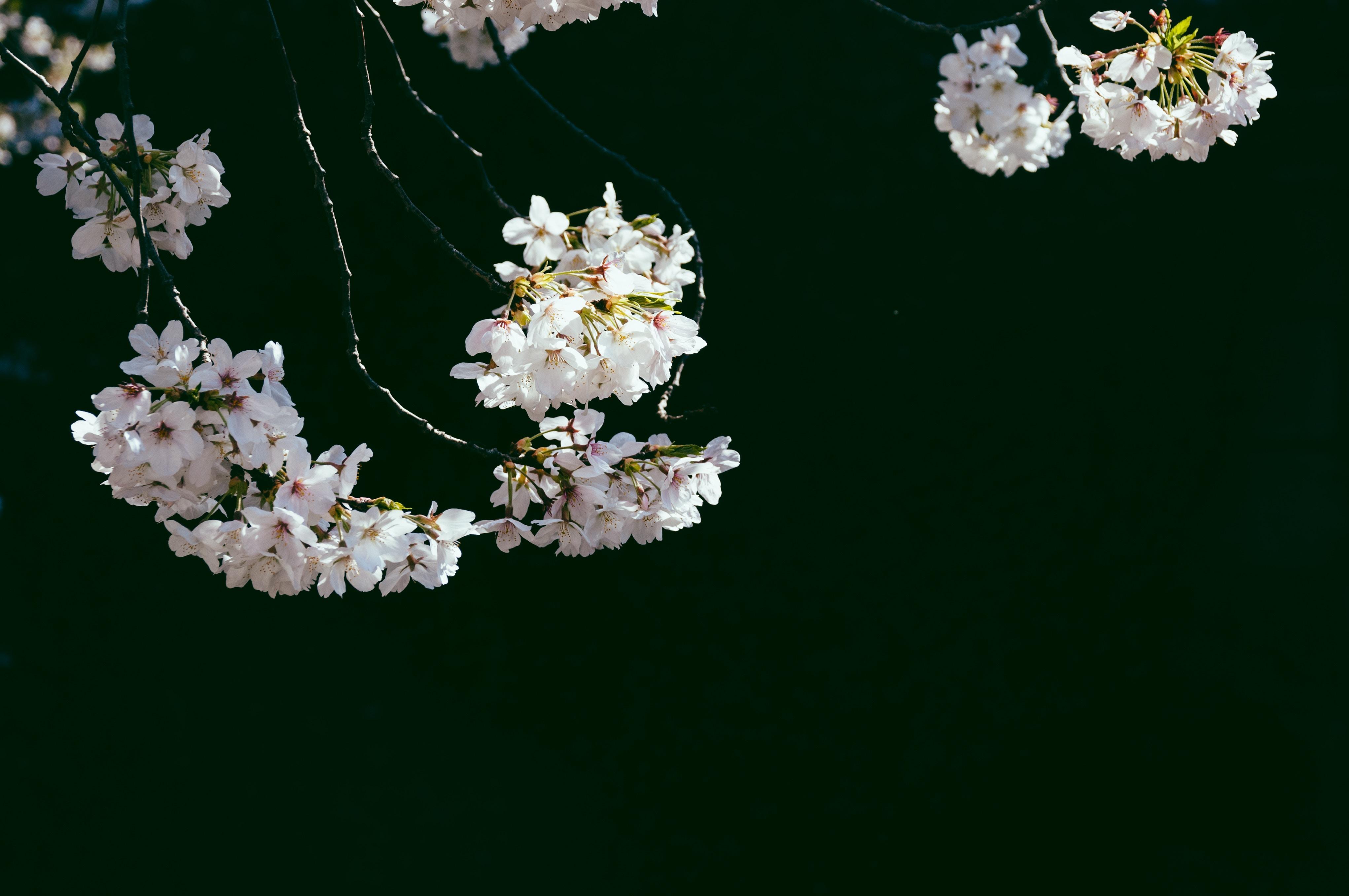4085x2713 4085x2713 Free picture, wallpaper, minimal, pink, tree, japan, blossom, branch, black background, black, outdoors, nature, zen, relax, cherryblossom, sakura, calm, white, pink flower, flower