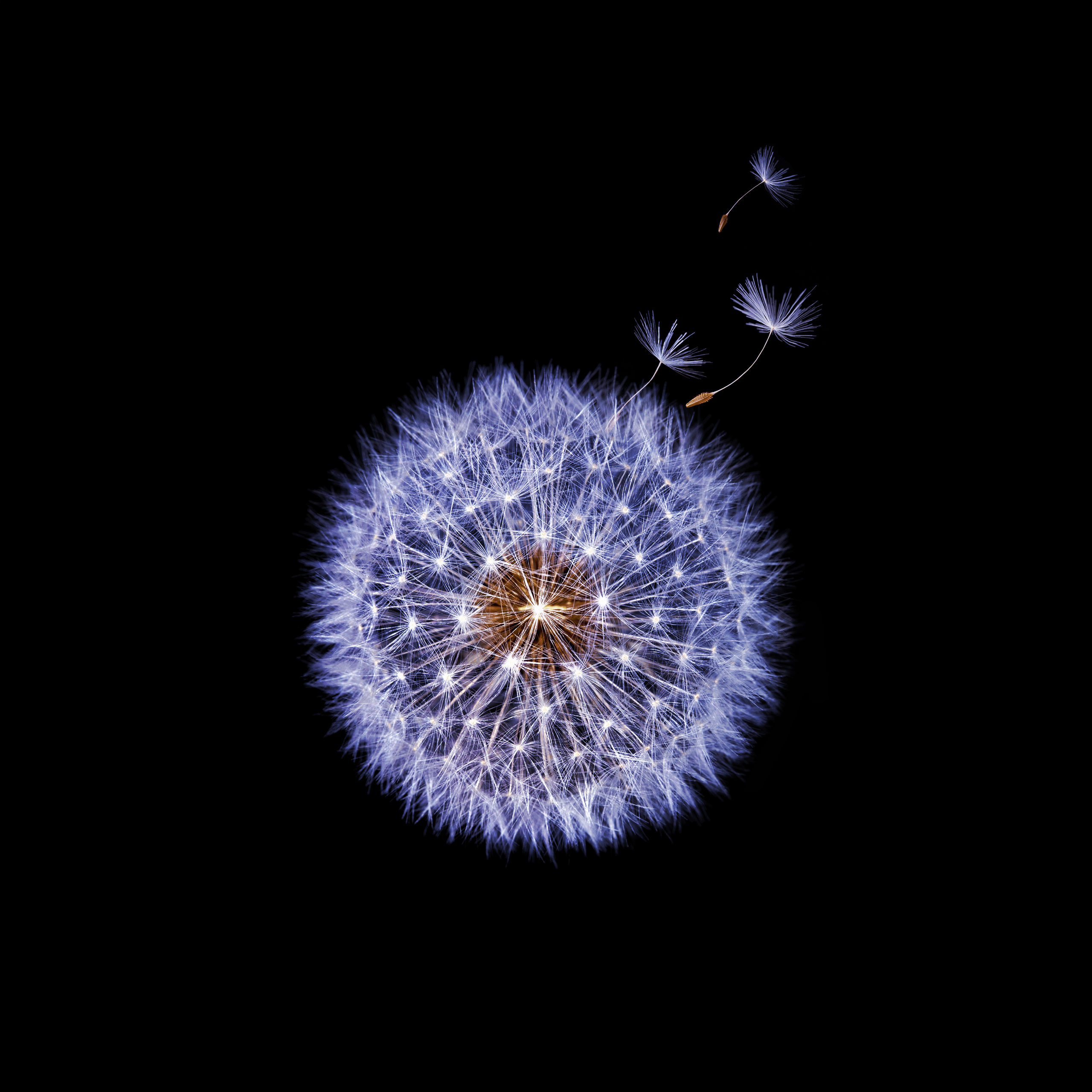 2560x2560 Download Galaxy S9 Stock Wallpaper in QHD (2560 x 2560) Resolution