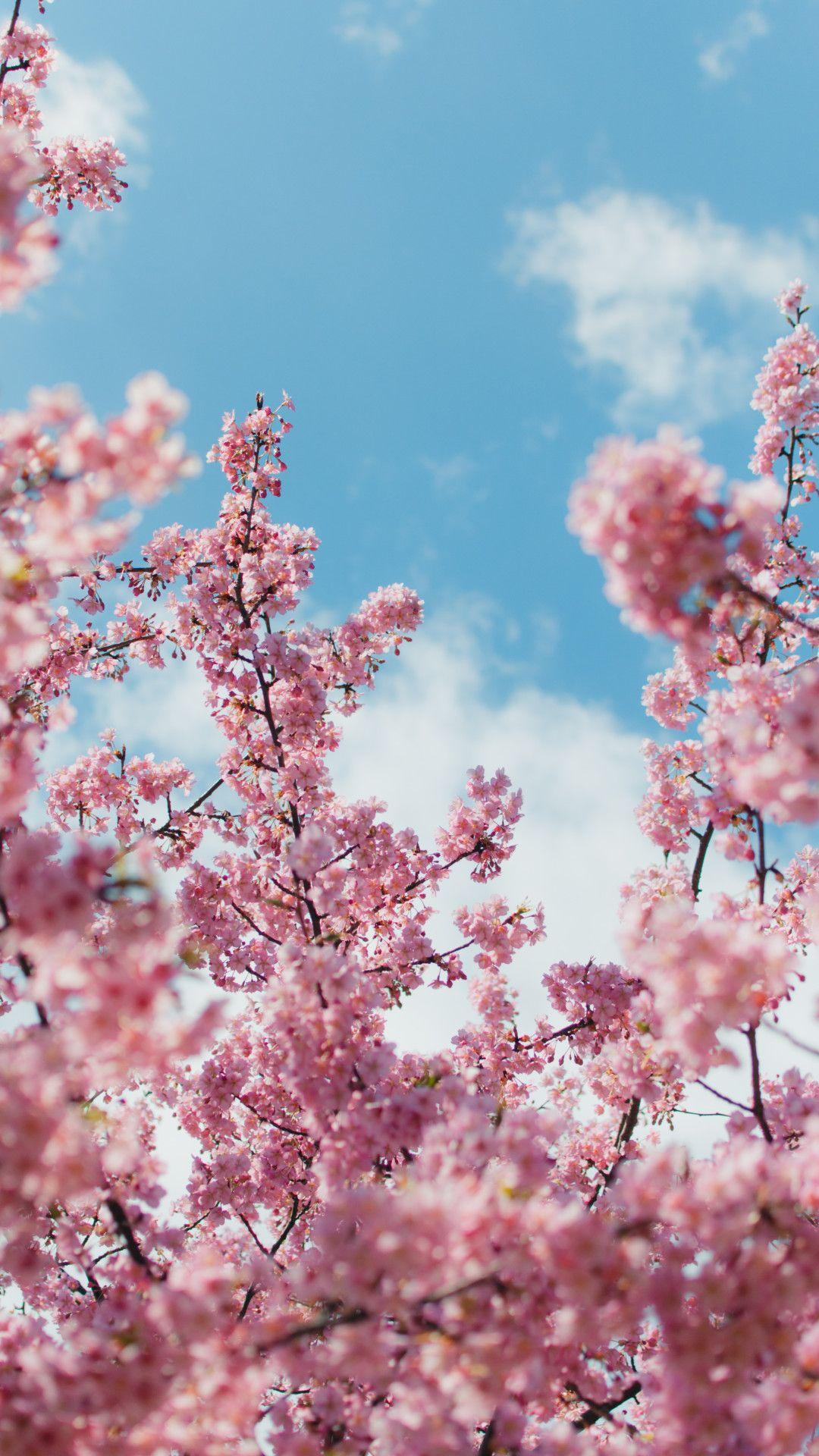 Aesthetic Cherry Blossom Wallpapers - Top Free Aesthetic Cherry Blossom ...