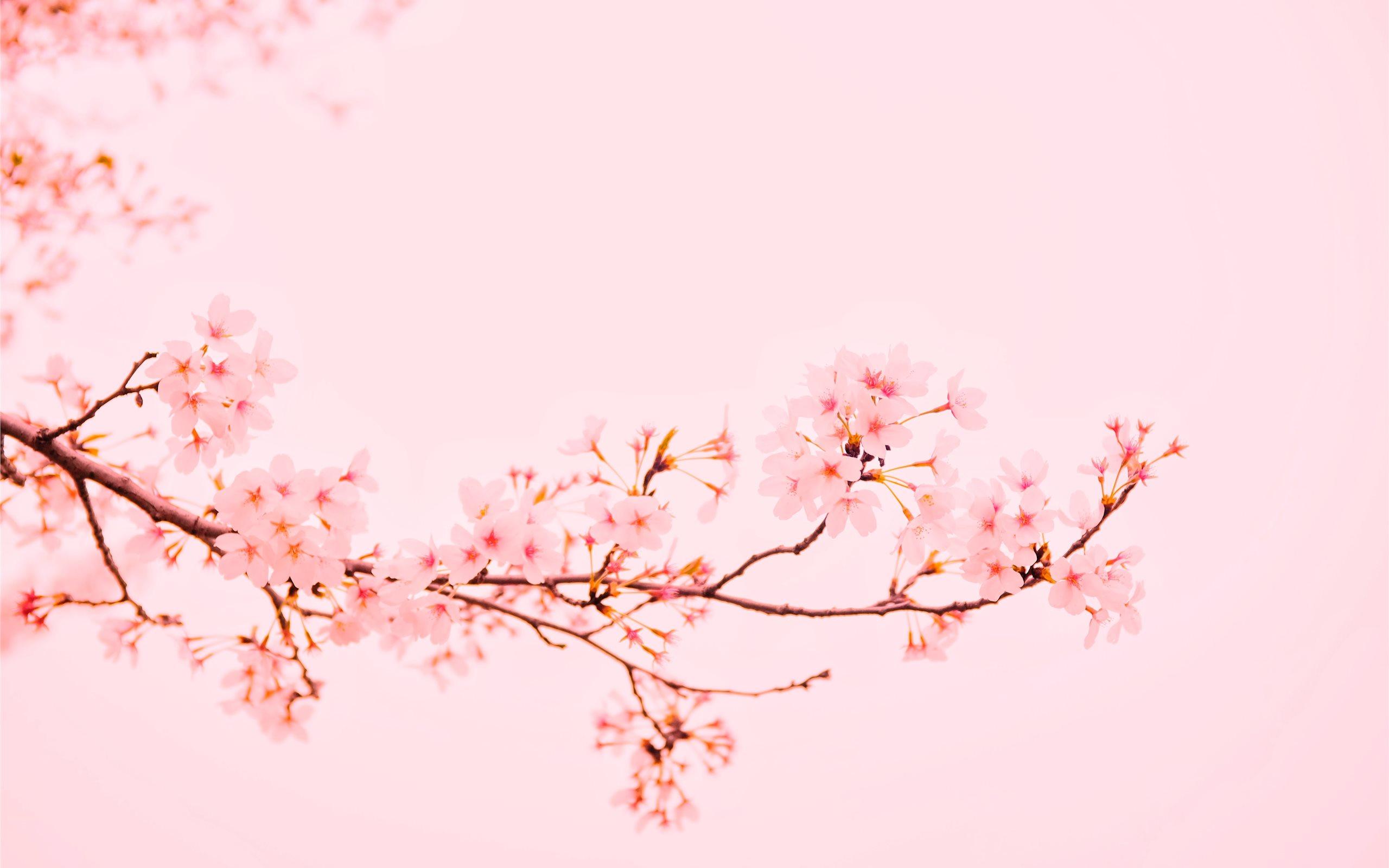 2560x1600 Pastel Cherry Blossom Wallpaper