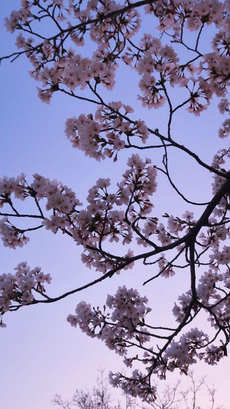 736x1309 Cherry Blossom Aesthetic Wallpaper HD iPhone