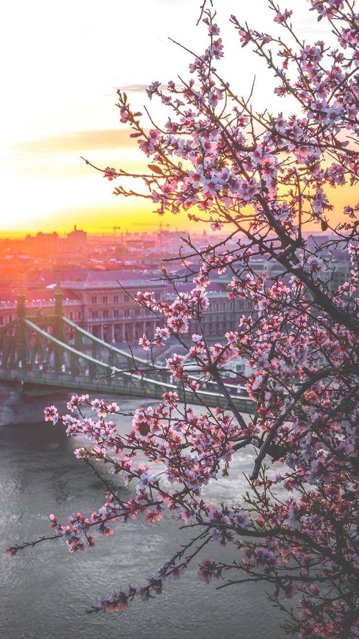 736x1308 Cherry Blossom Aesthetic Wallpaper