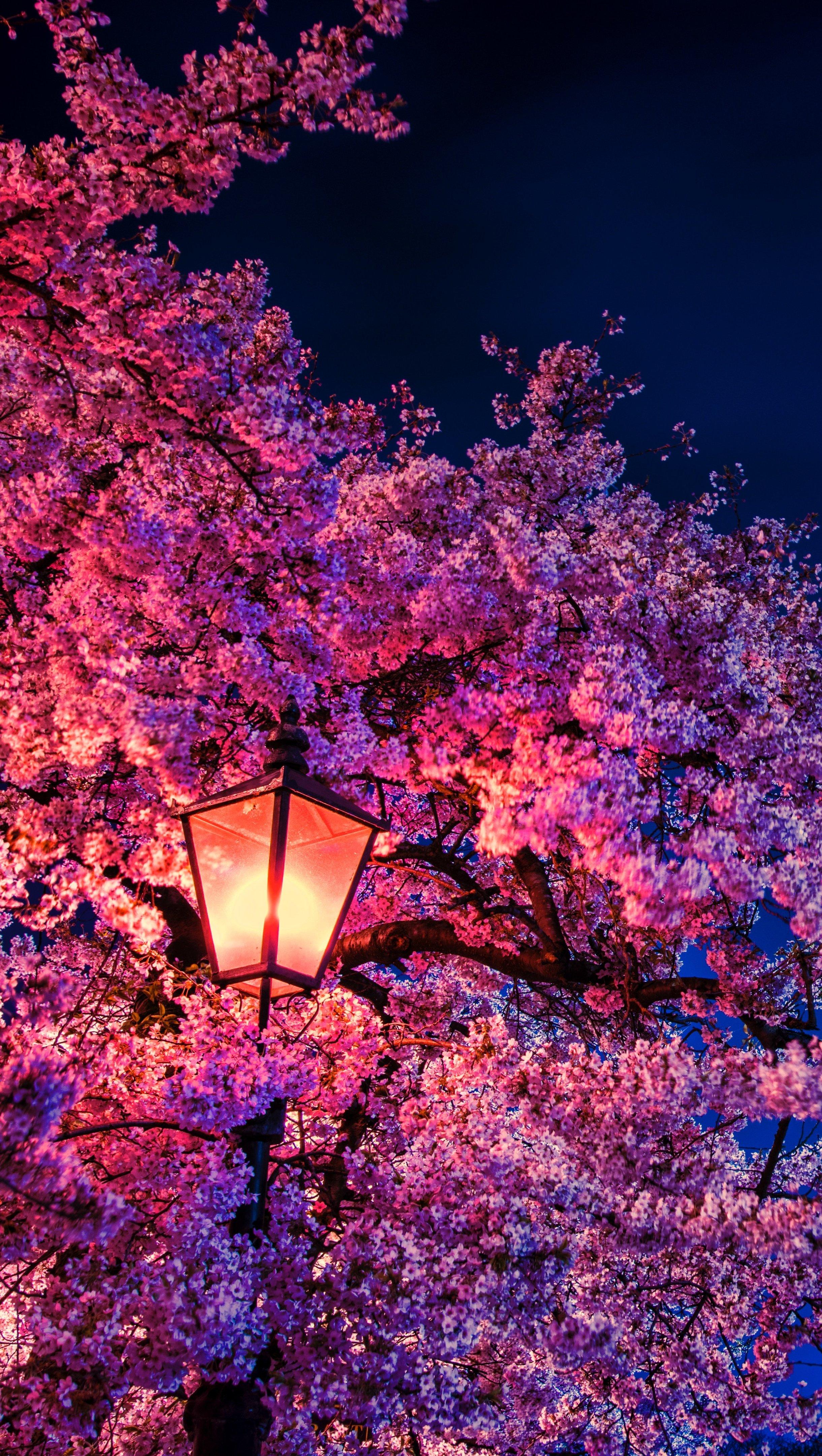 2440x4320 Cherry blossom at night light Wallpaper 8k Ultra HD