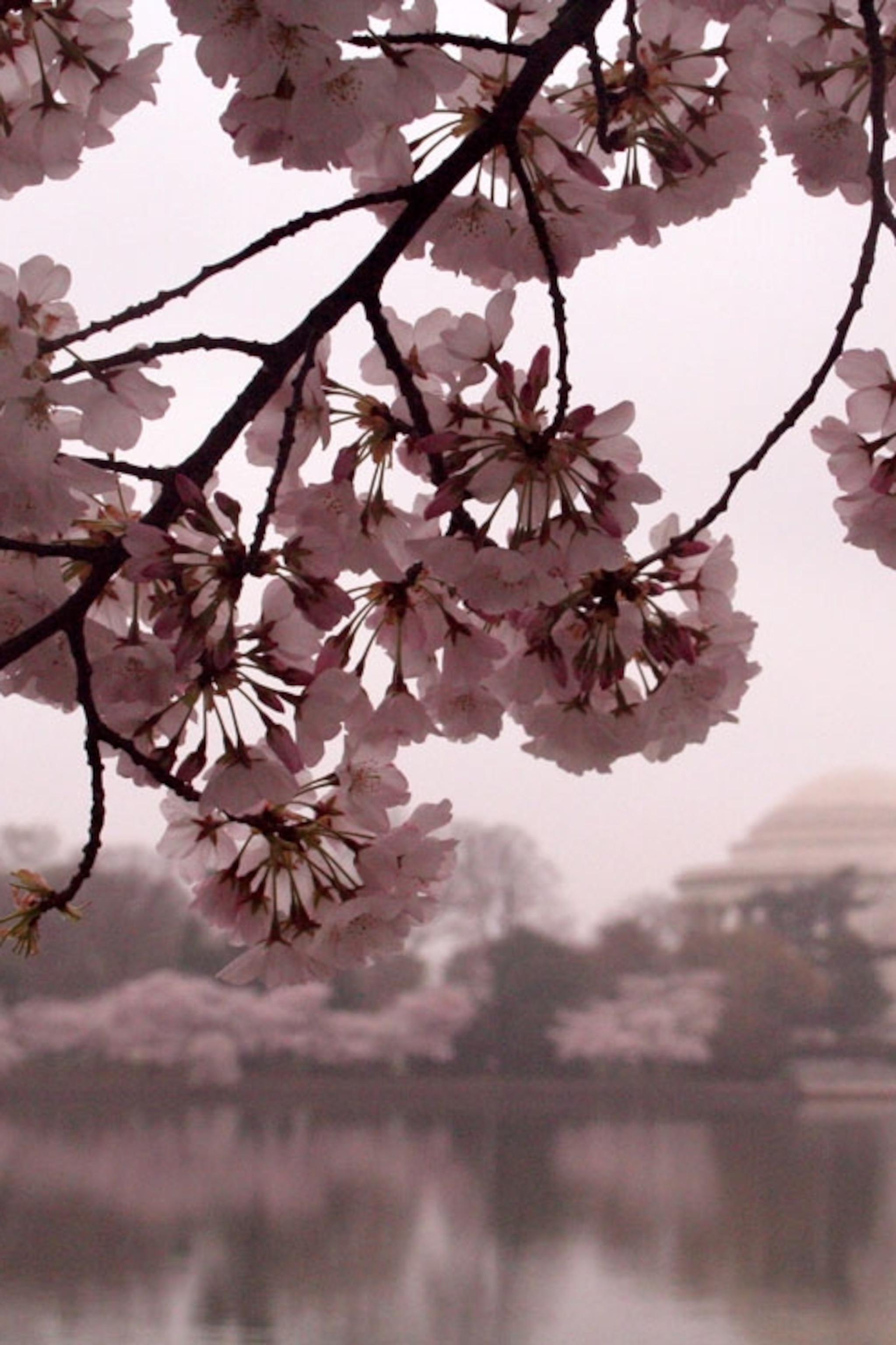 2047x3072 Cherry Blossoms Photo, Cherry Trees Wallpaper, Download, Photo - National Geographic