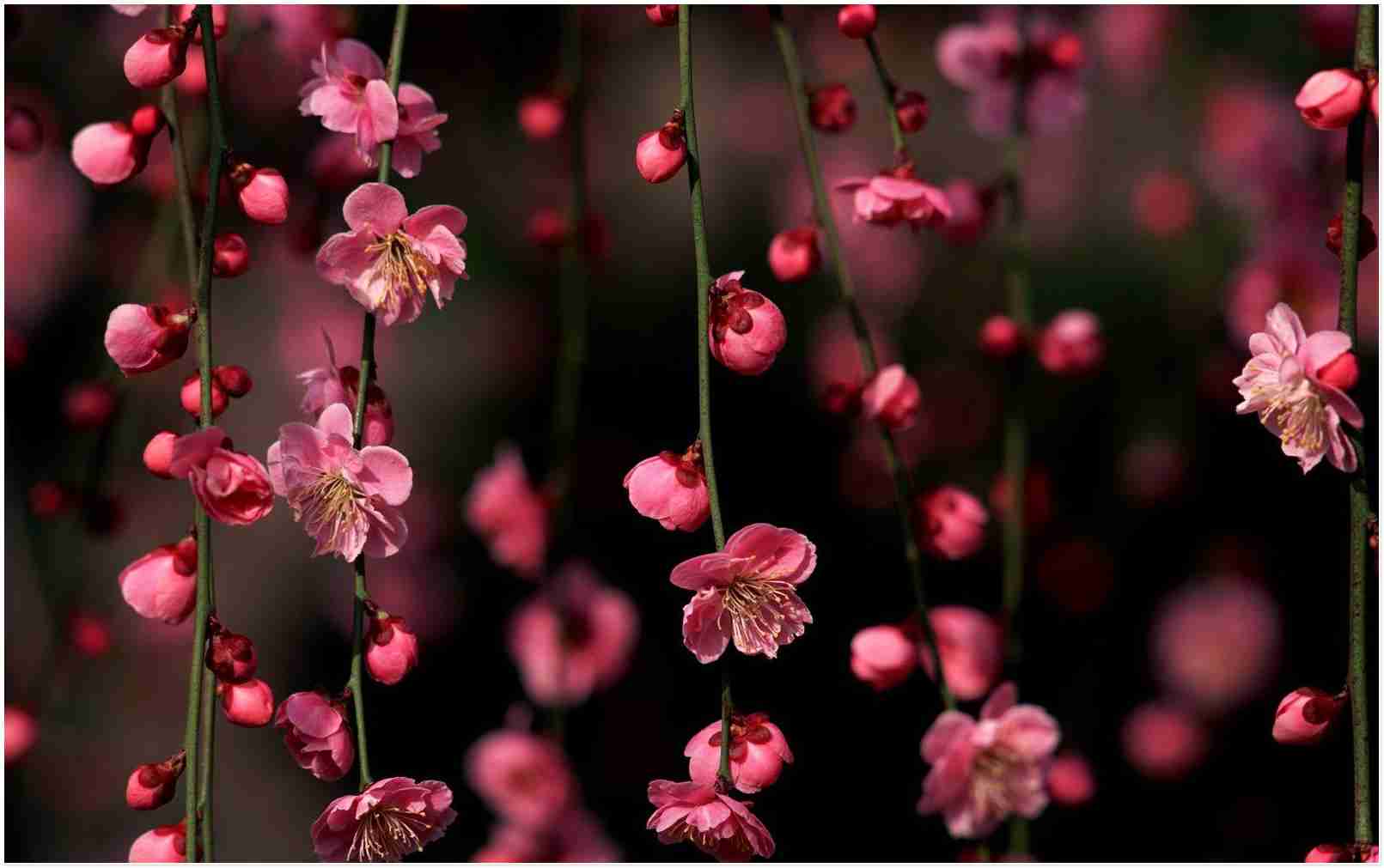 1611x1011 Latest 19 cherry blossom wallpaper