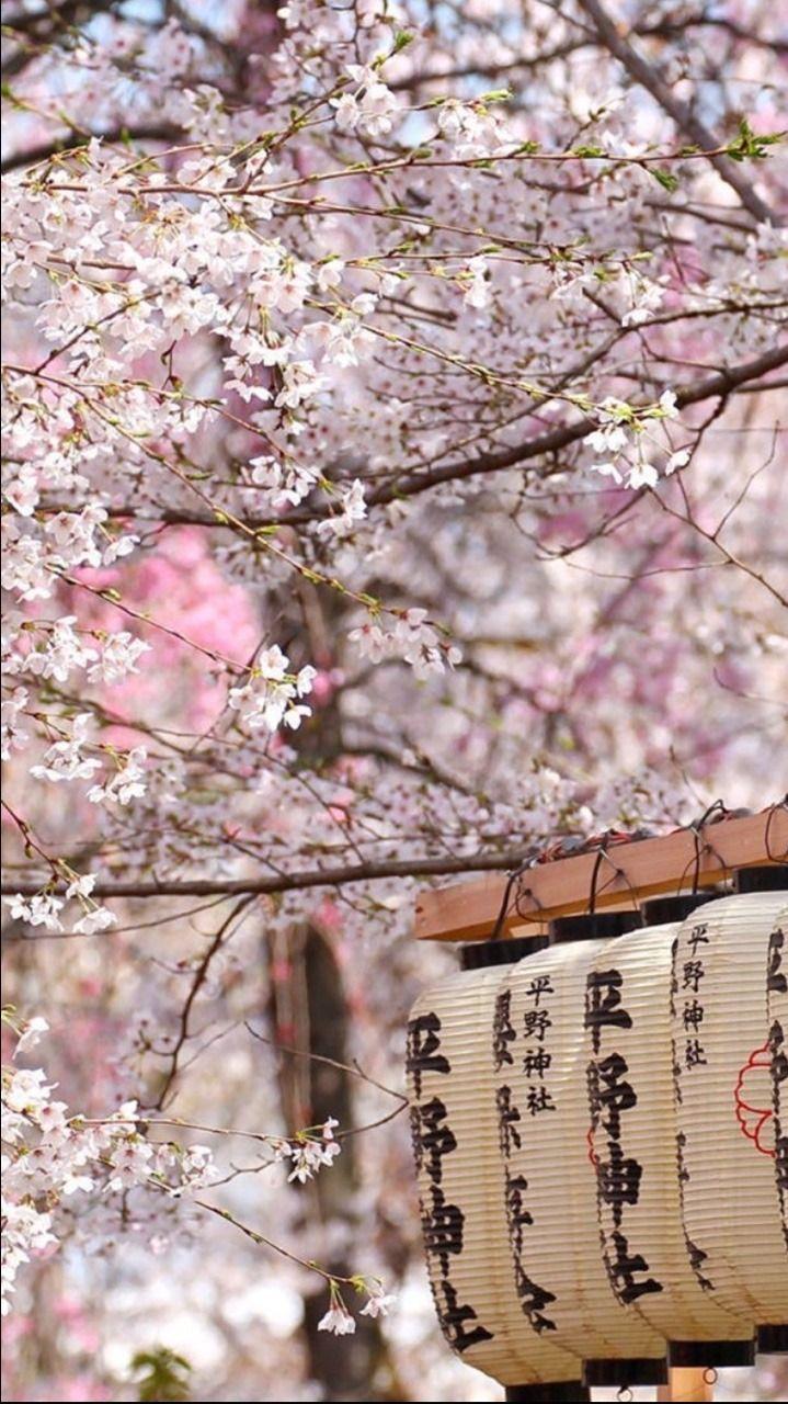 719x1280 Cherry Blossom Wallpaper