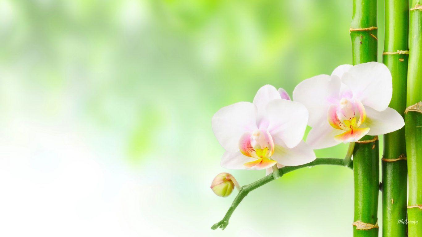 1366x768 Flower: Bamboo Orchids Bokeh Soft Orchid Spa Flowers Green Flower HD
