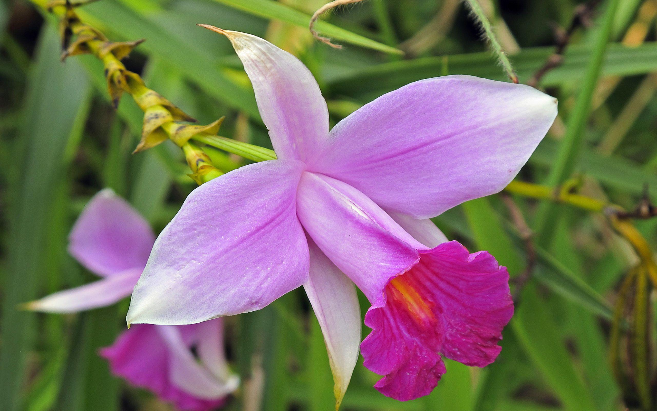 2560x1600 Bamboo Orchid :