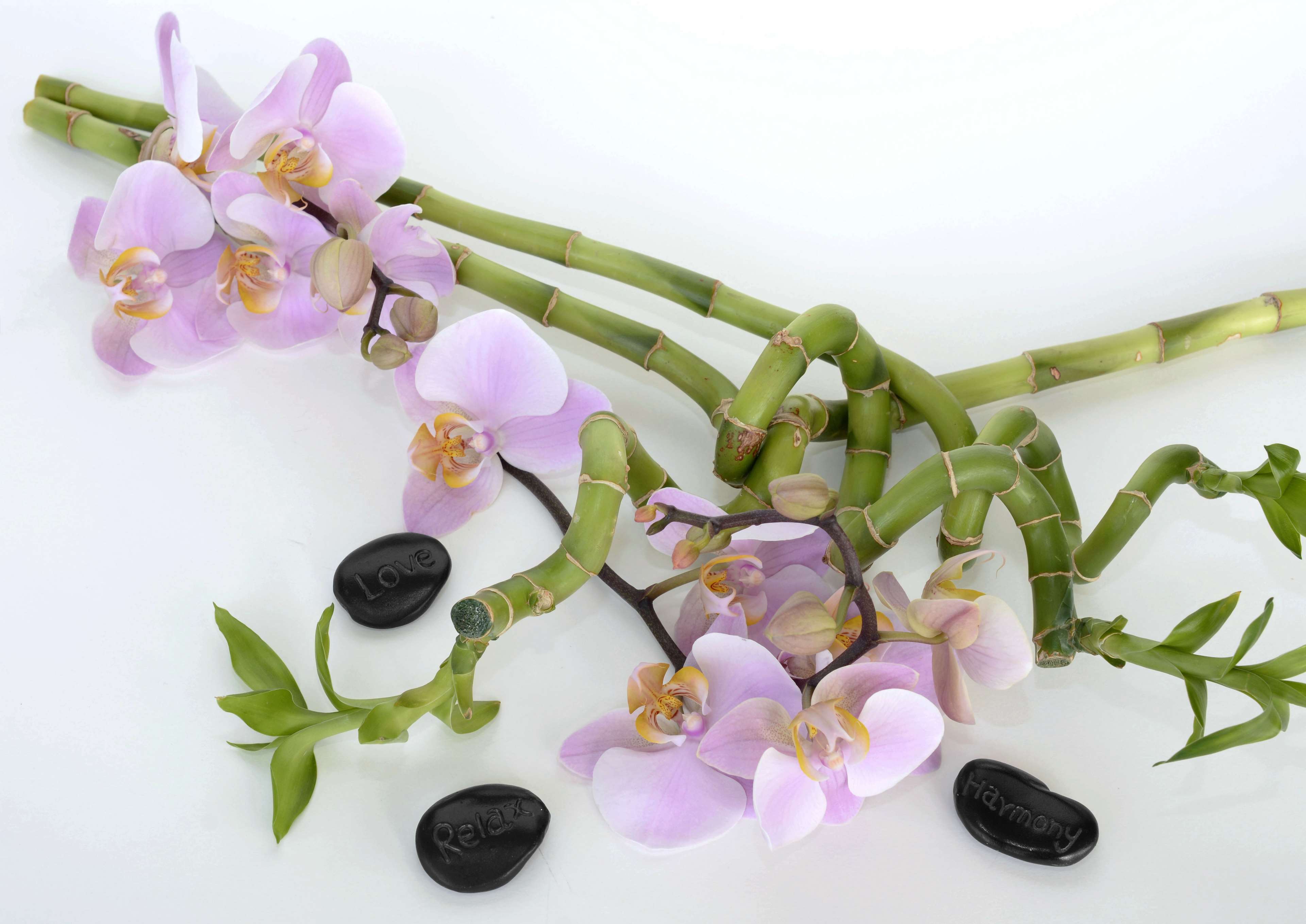 3840x2718 asia, balance, bamboo, bless you, botanical, branch, fengshui