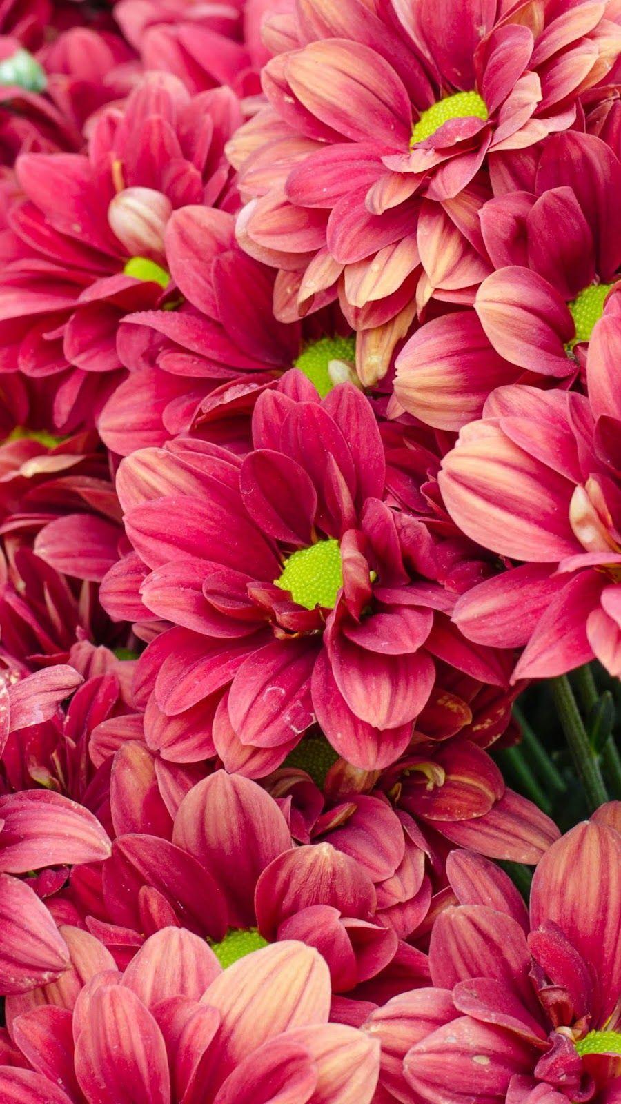 900x1600 Red flower #wallpaper #iphone #android. Flower wallpaper, Red flowers, Anime art scenery