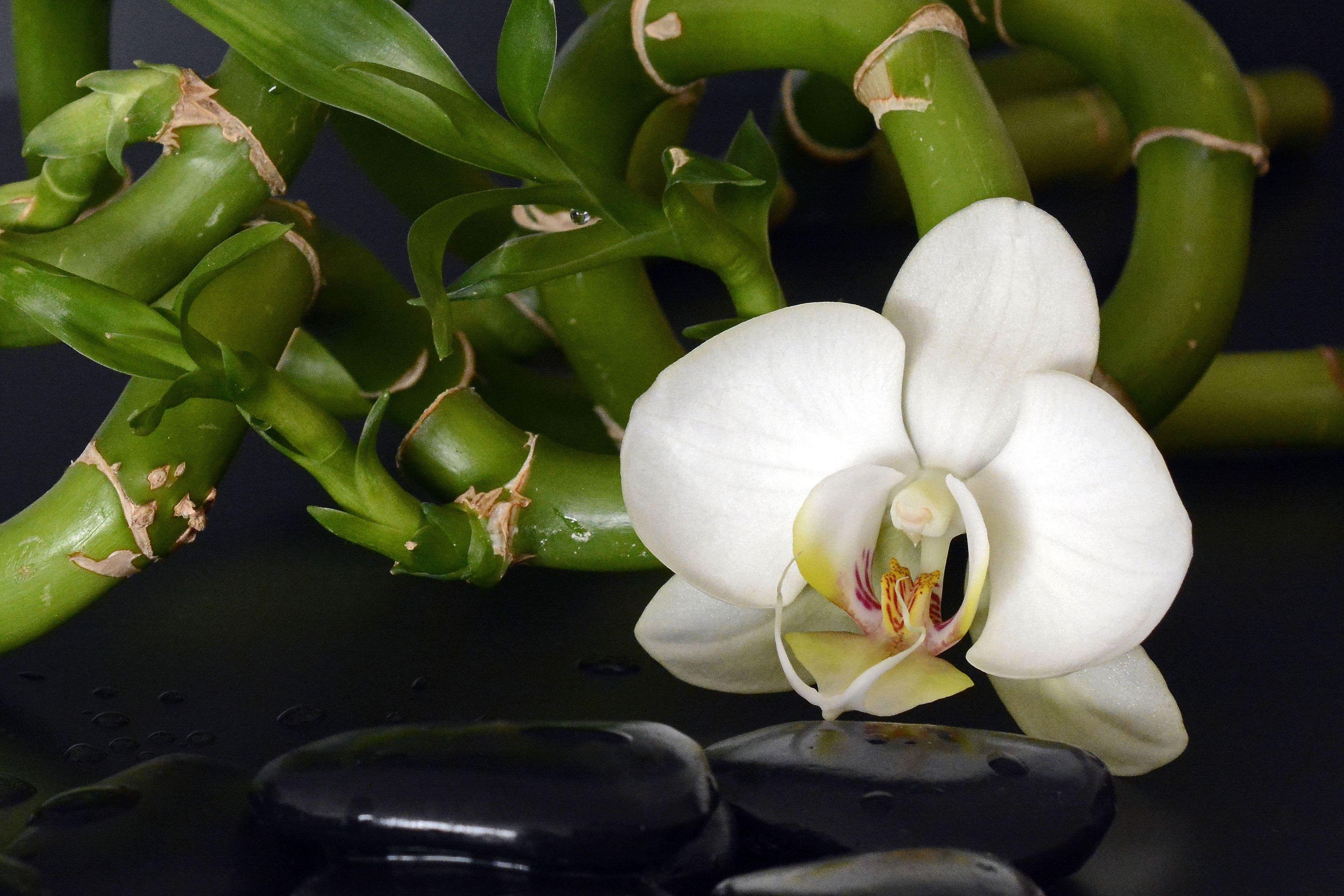 3840x2560 lucky bamboo plant and moth orchid free image