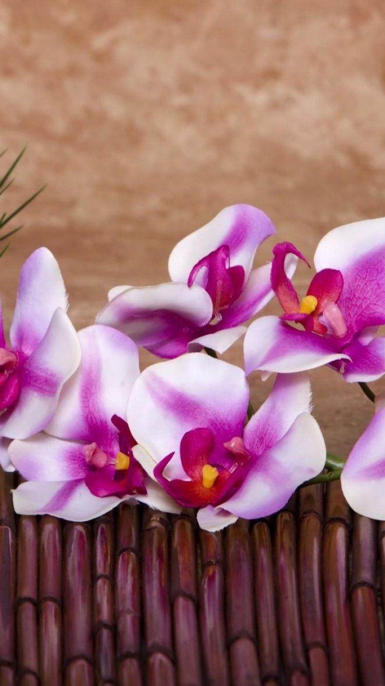 Orchid and Bamboo Wallpapers - Top Free Orchid and Bamboo Backgrounds