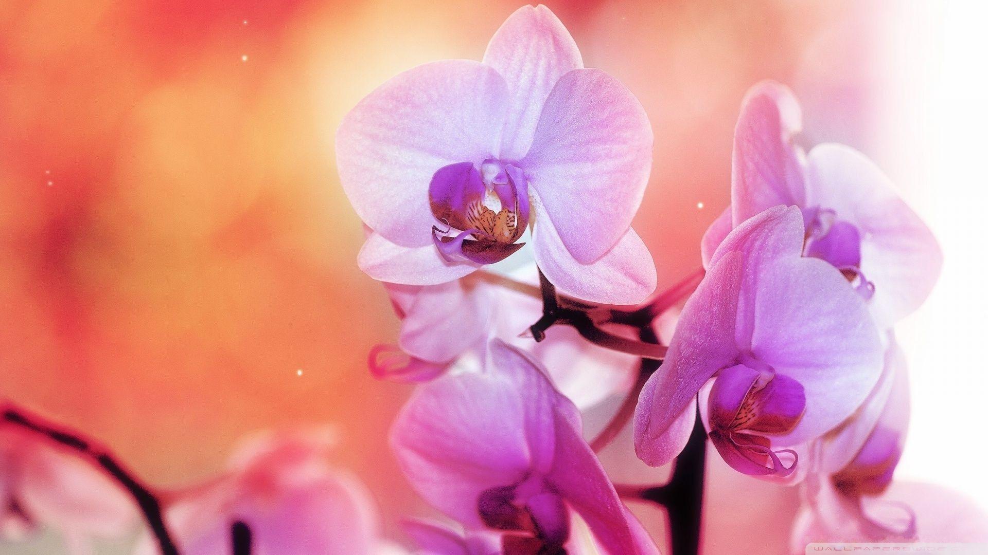 1920x1080 Purple Orchid Wallpaper background picture