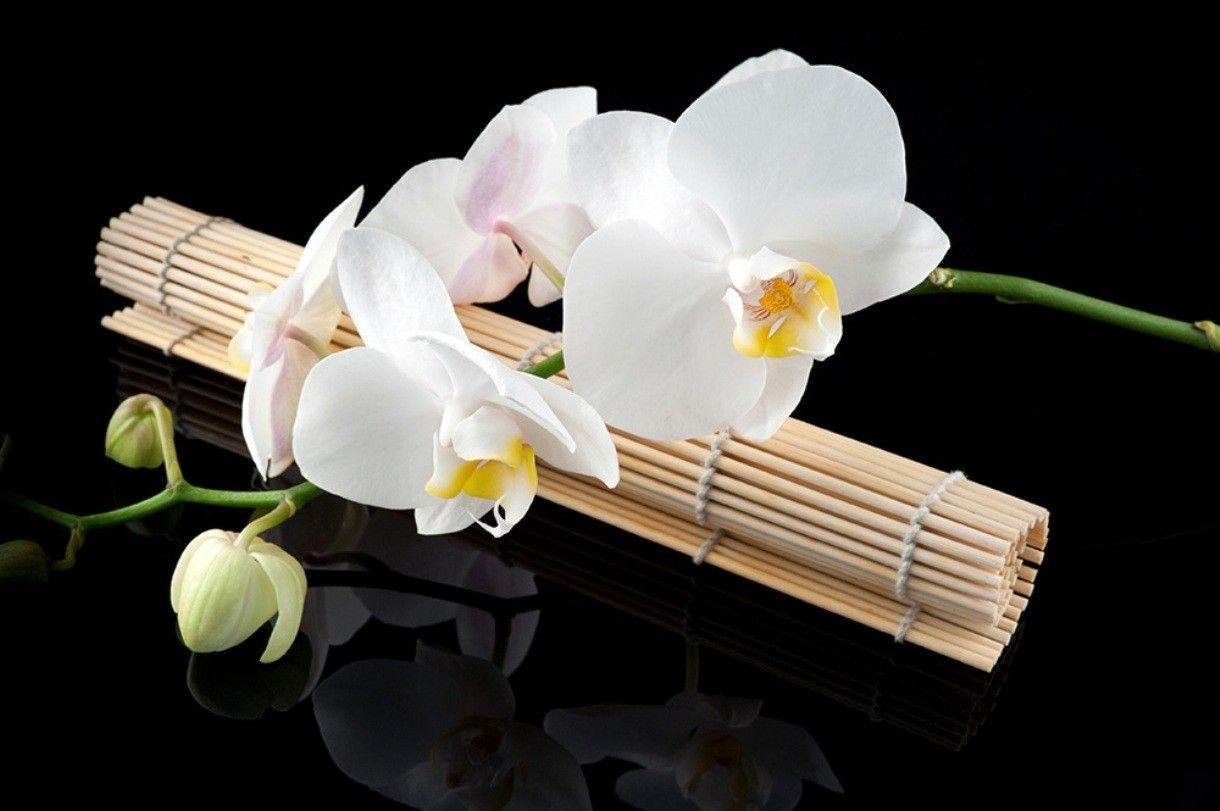 1220x811 Flowers: White Orchid Spa Flower Flowers Colors Nice Style Beauiful