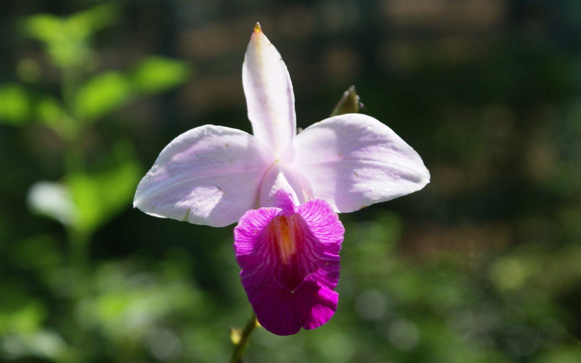 1920x1200 bamboo orchid. Orchids. Orchid wallpaper and Orchid