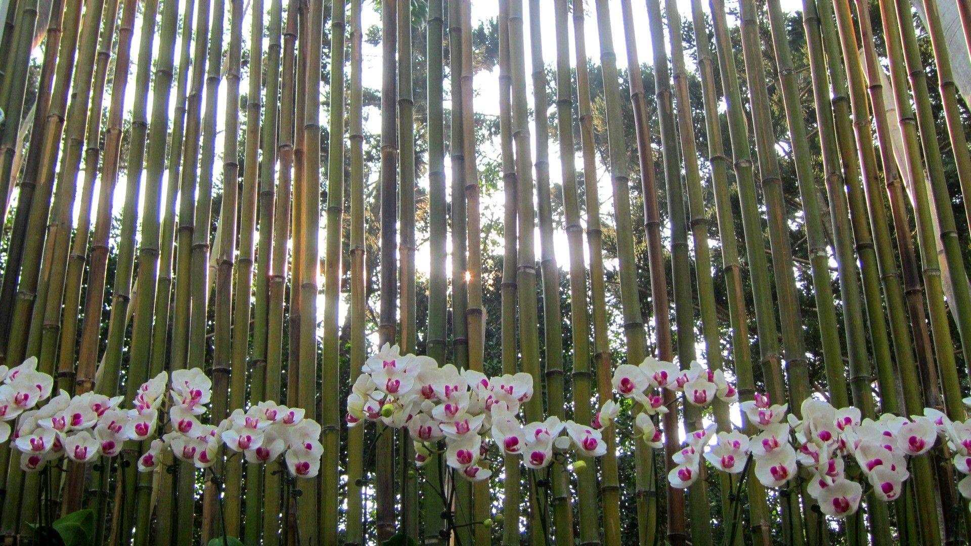 1920x1080 Flower Orchids Sun Bamboo Beautiful Desktop Wallpaper Background