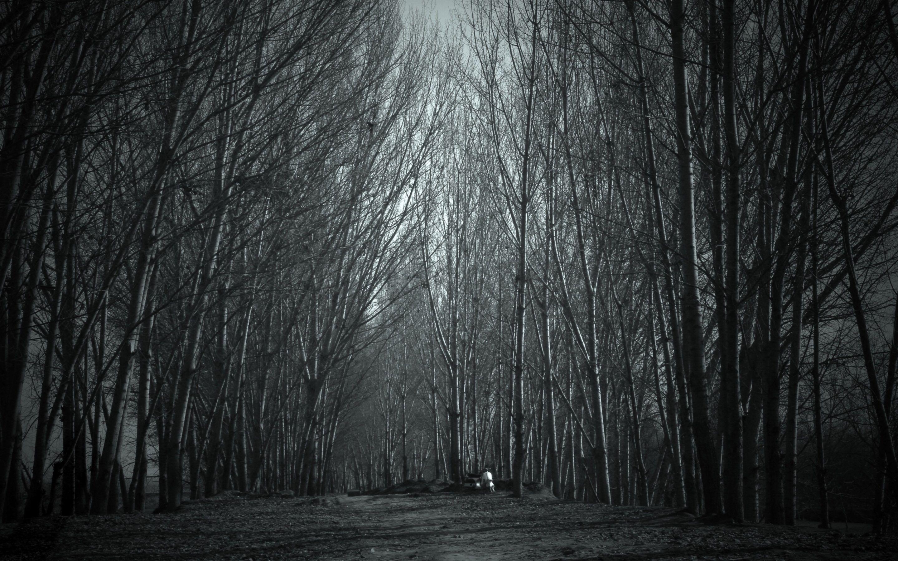 2880x1800 Horror Forest HD Wallpaper Download