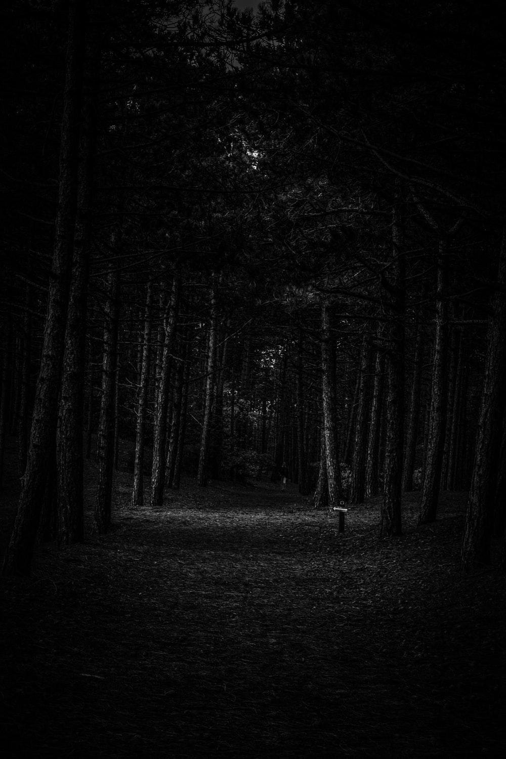 1000x1500 Scary Forest Picture. Download Free Image