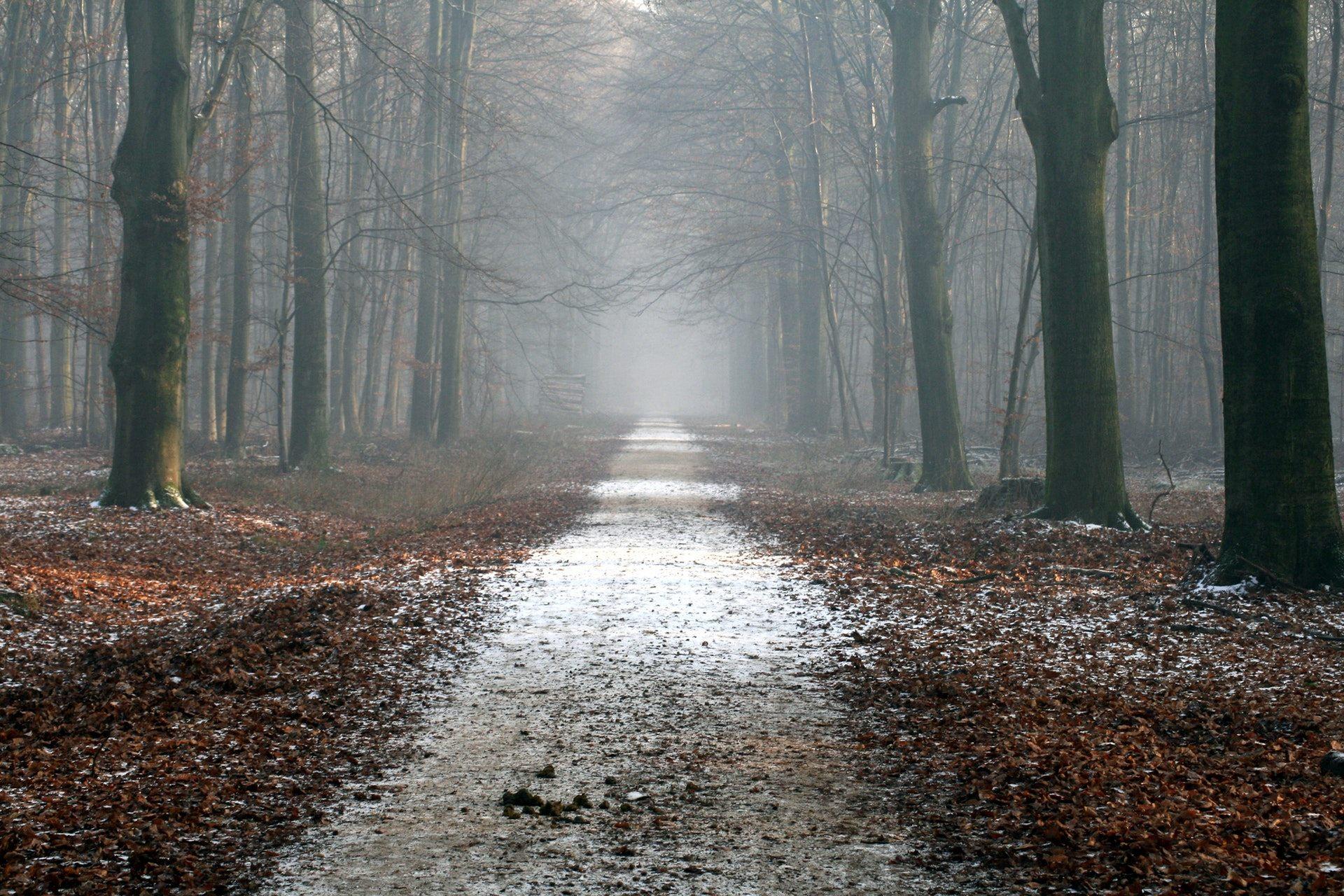 1920x1280 Road Passing Through Mosty Forest Wallpaper Horror Game Time