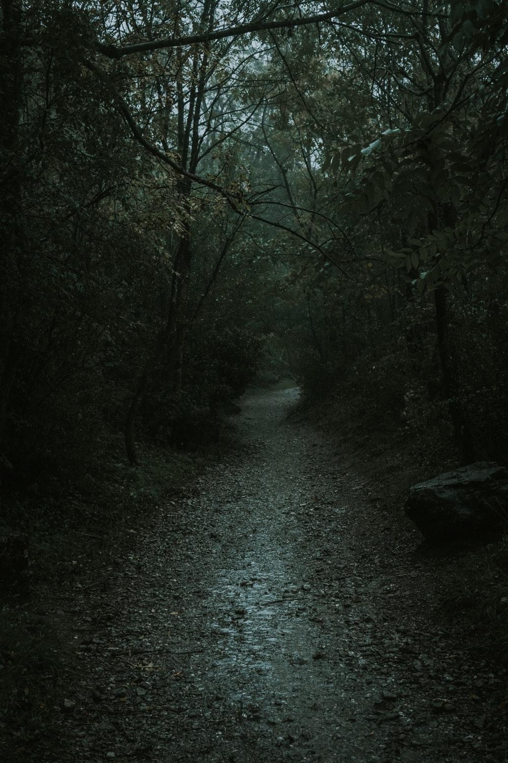 1000x1500 Creepy Forest Picture. Download Free Image