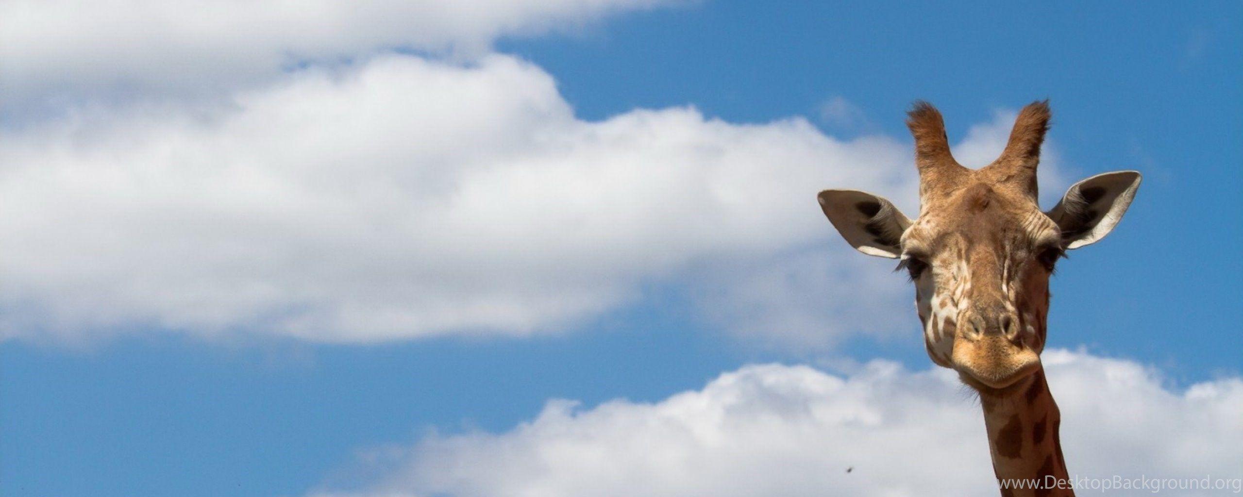 Animal Dual Monitor Wallpapers Top Free Animal Dual Monitor