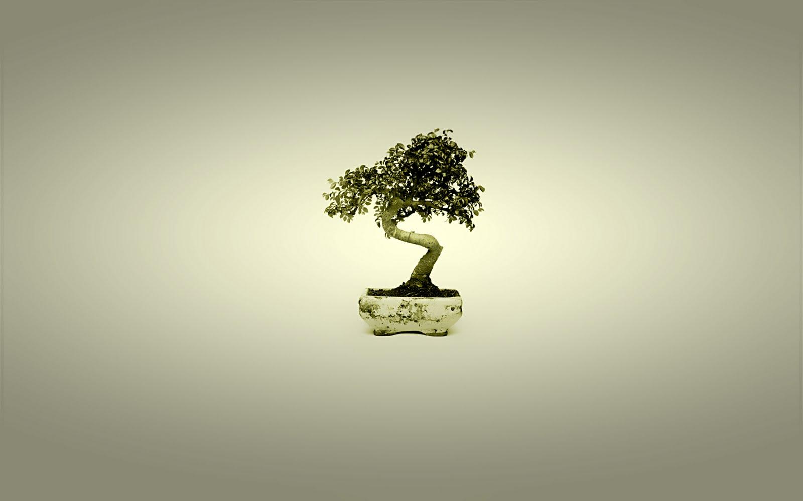 1600x1000 Desktop Wallpaper: Bonsai Japan Tree Art HD Wallpaper