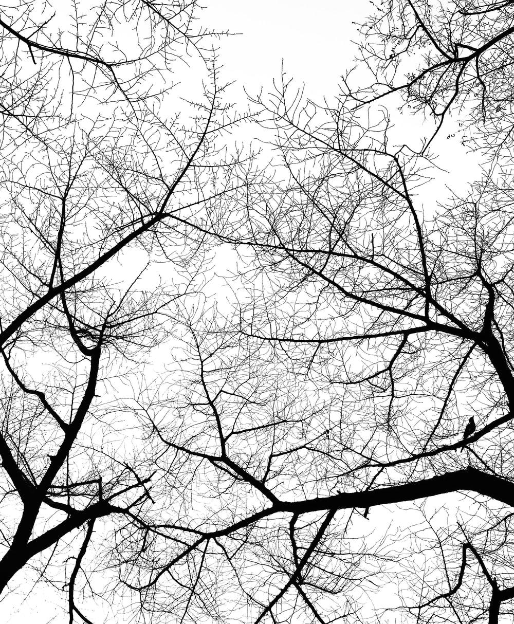 Tree Drawing Wallpapers - Top Free Tree Drawing Backgrounds 