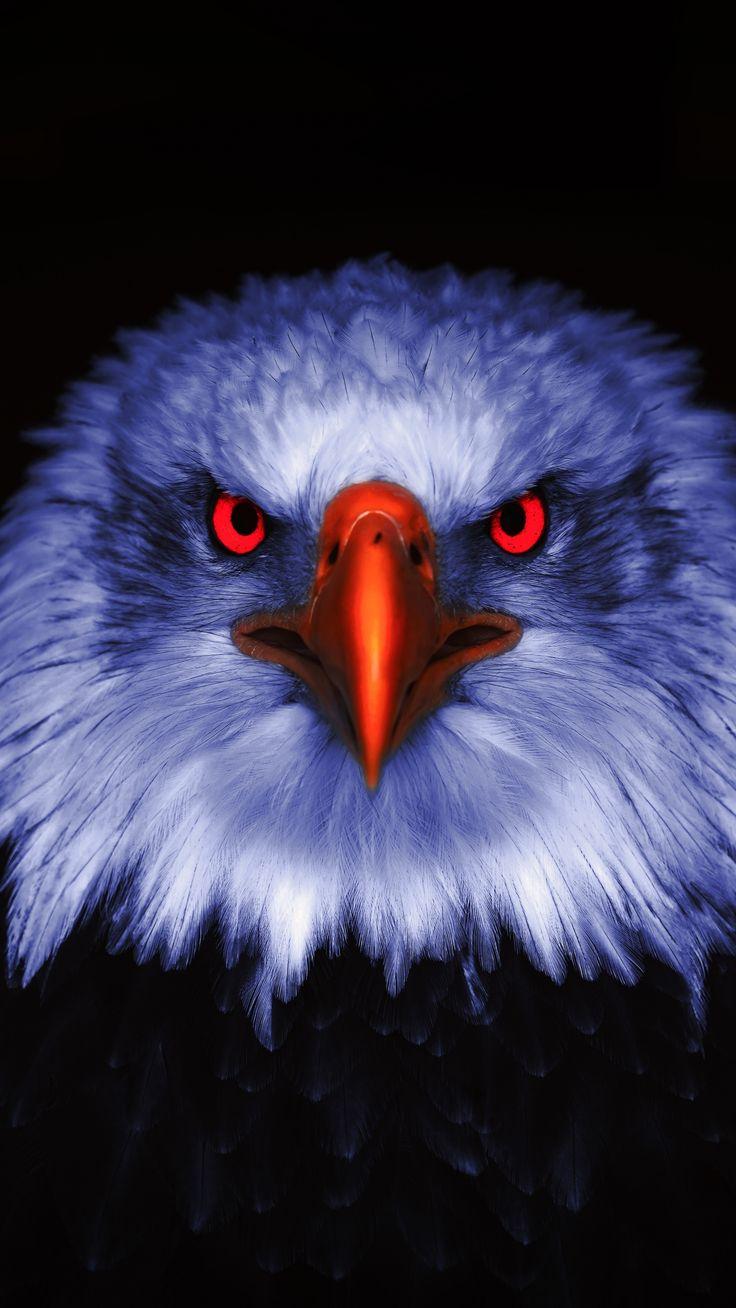 736x1308 Eagle, Raptor, red eyes, close up, 2160x3840 wallpaper