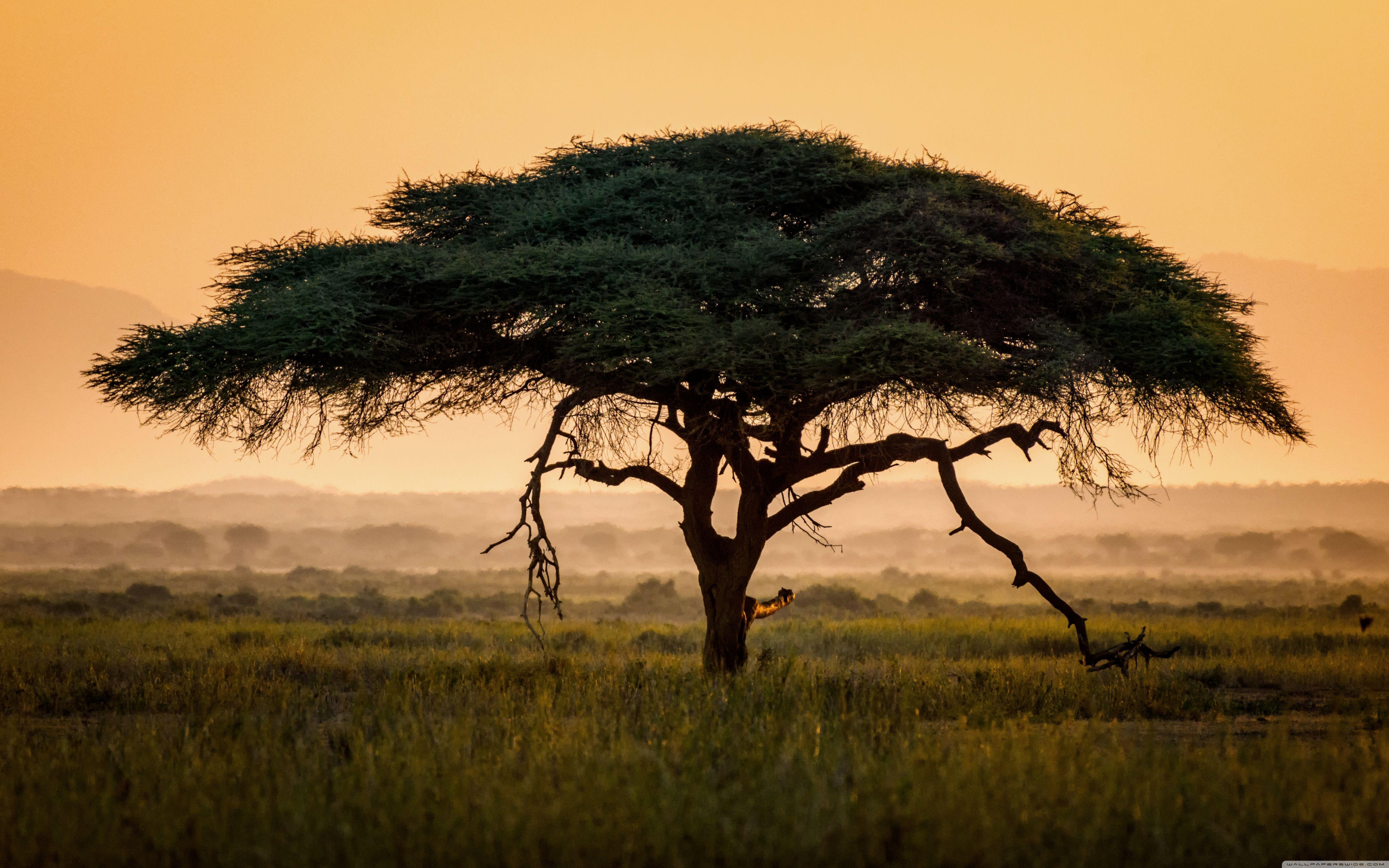 5120x3200 African Art Wallpaper