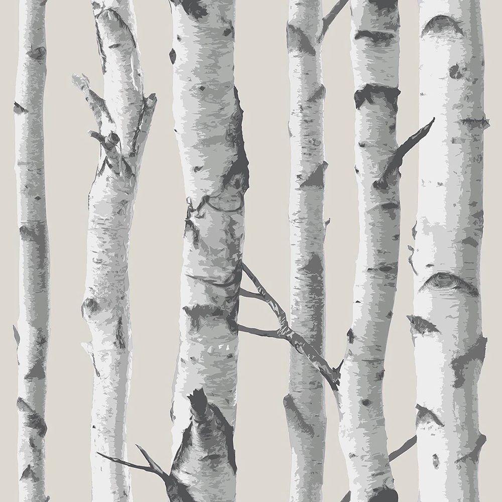 White Birch Wallpapers - Top Free White Birch Backgrounds - WallpaperAccess