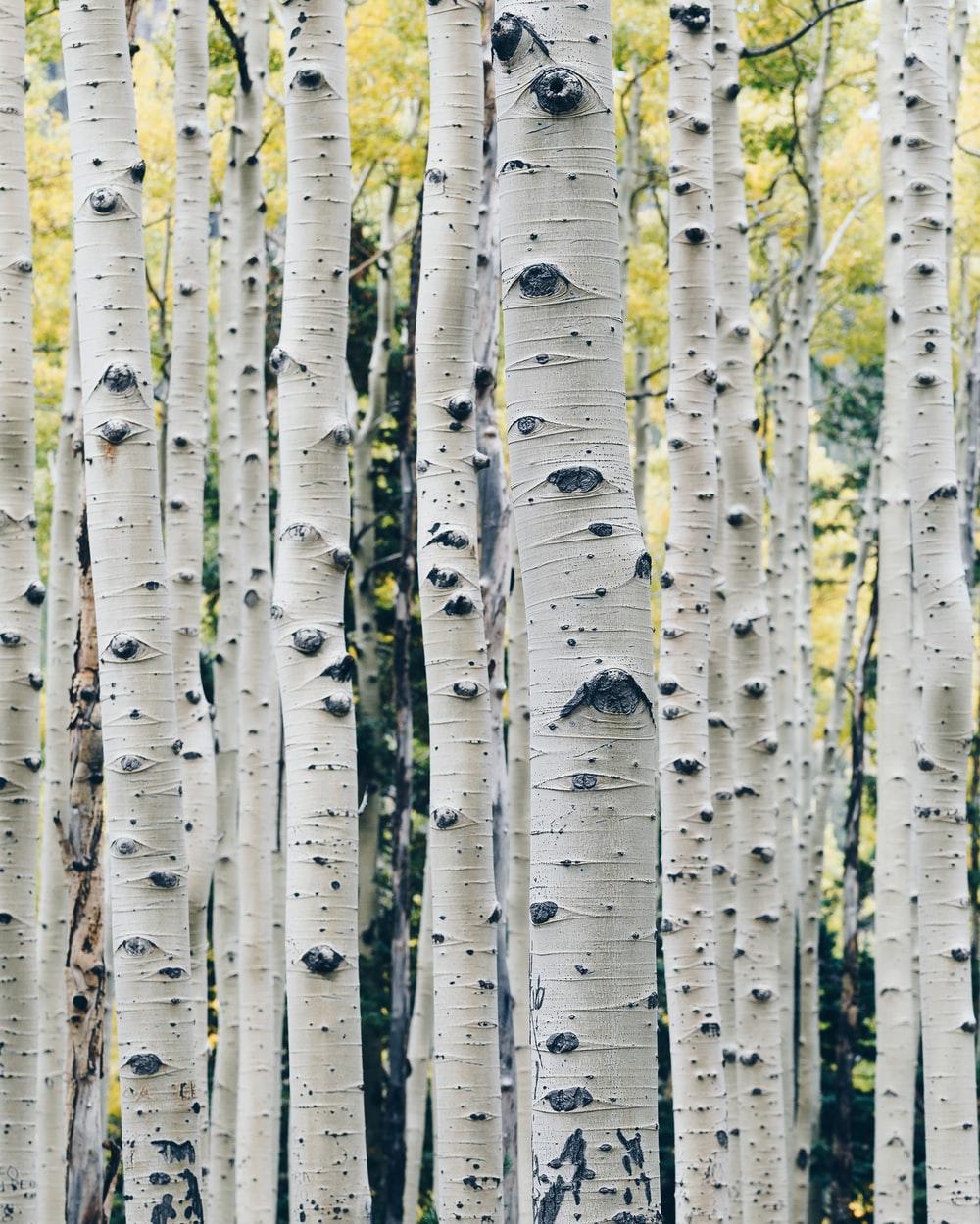 White Birch Wallpapers - Top Free White Birch Backgrounds - WallpaperAccess