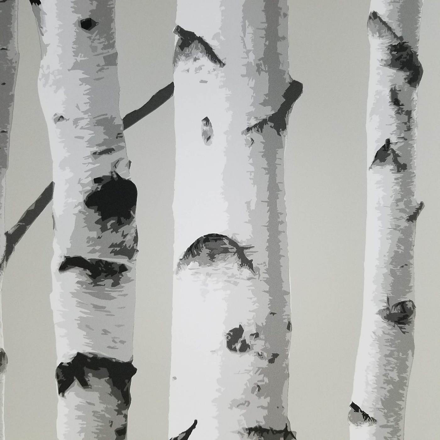 White Birch Wallpapers - Top Free White Birch Backgrounds - WallpaperAccess