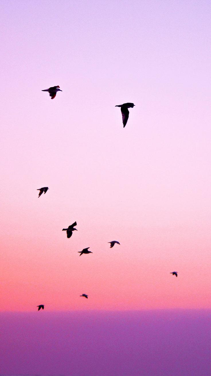 736x1308 Gorgeous iPhone 7 & 7 Plus Wallpaper