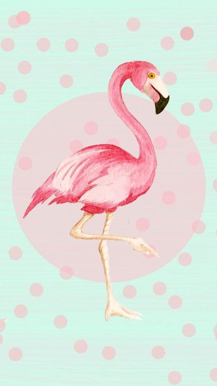 719x1280 Flamingo Wallpaper
