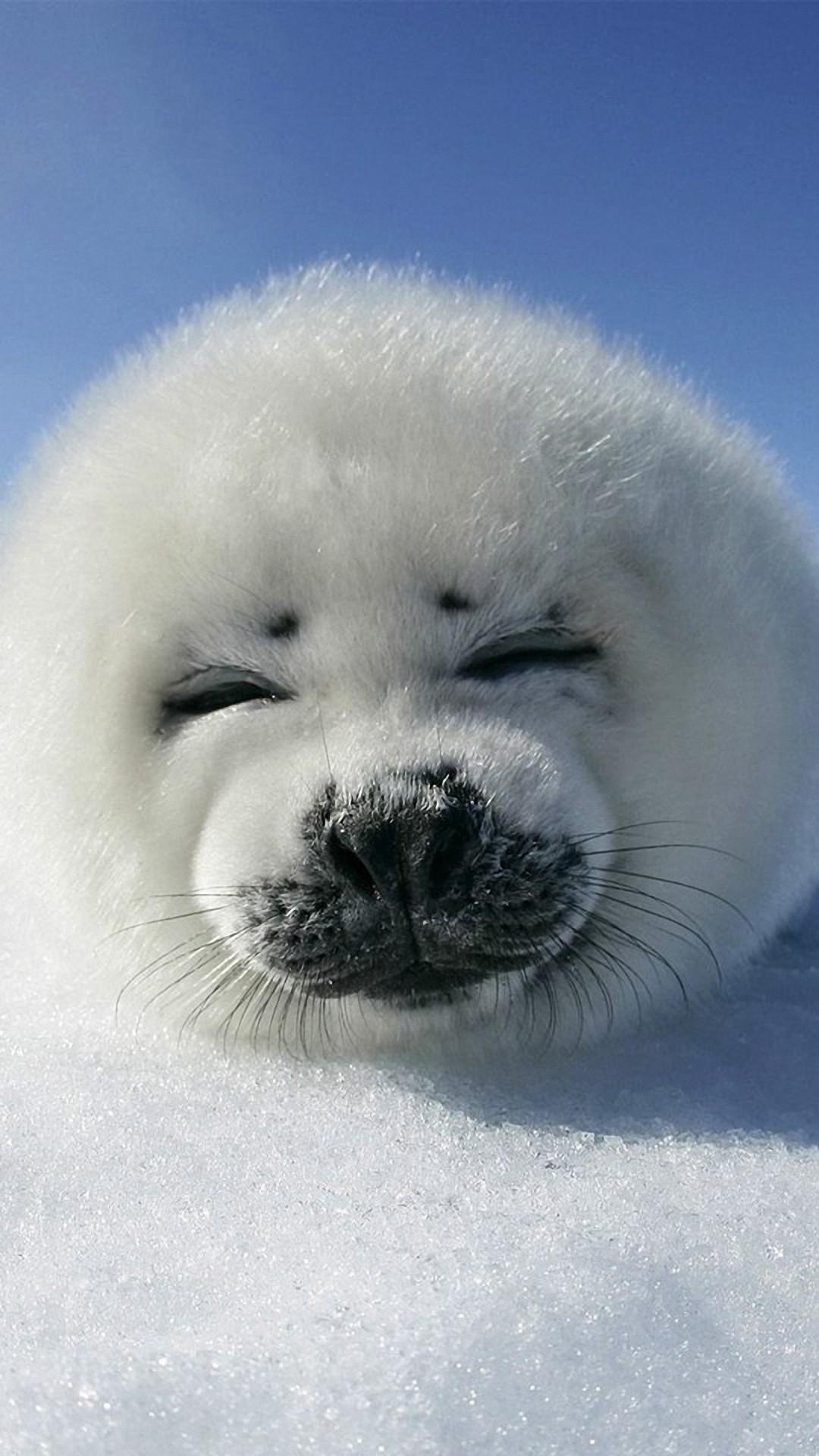 1080x1920 Harp Seal Pup HD Wallpaper