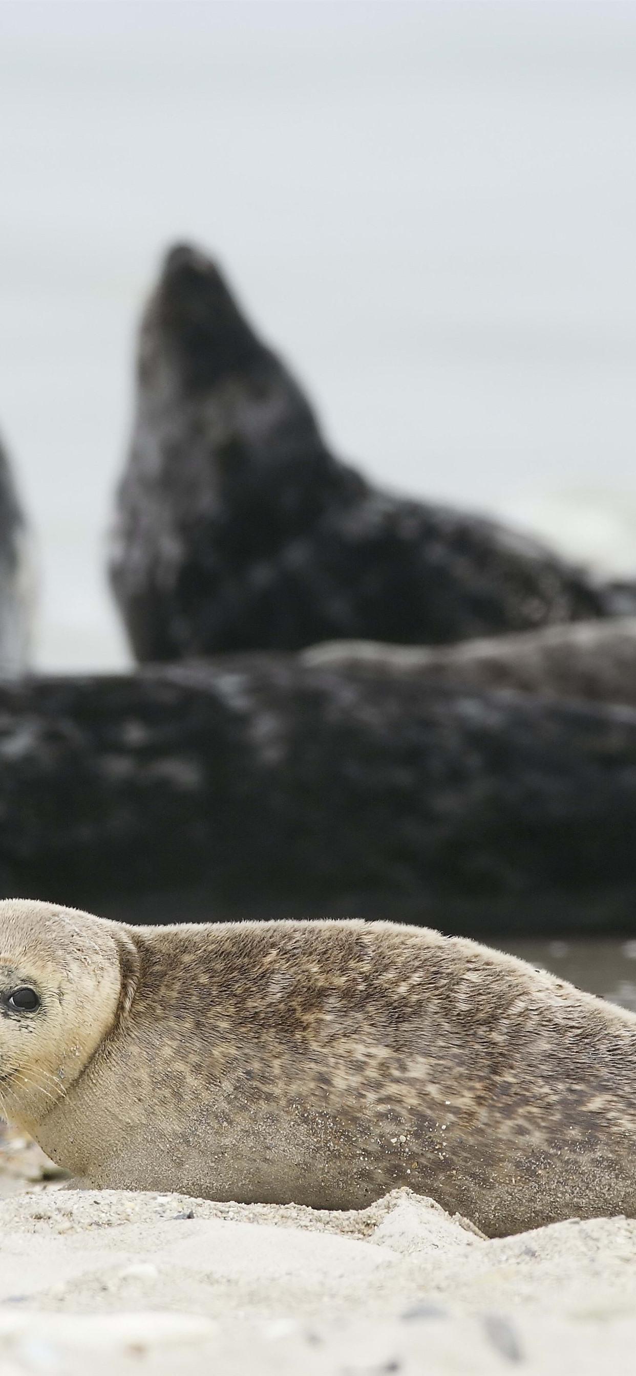 1242x2688 Wallpaper Cute fur seal, beach 5120x2880 UHD 5K Picture, Image
