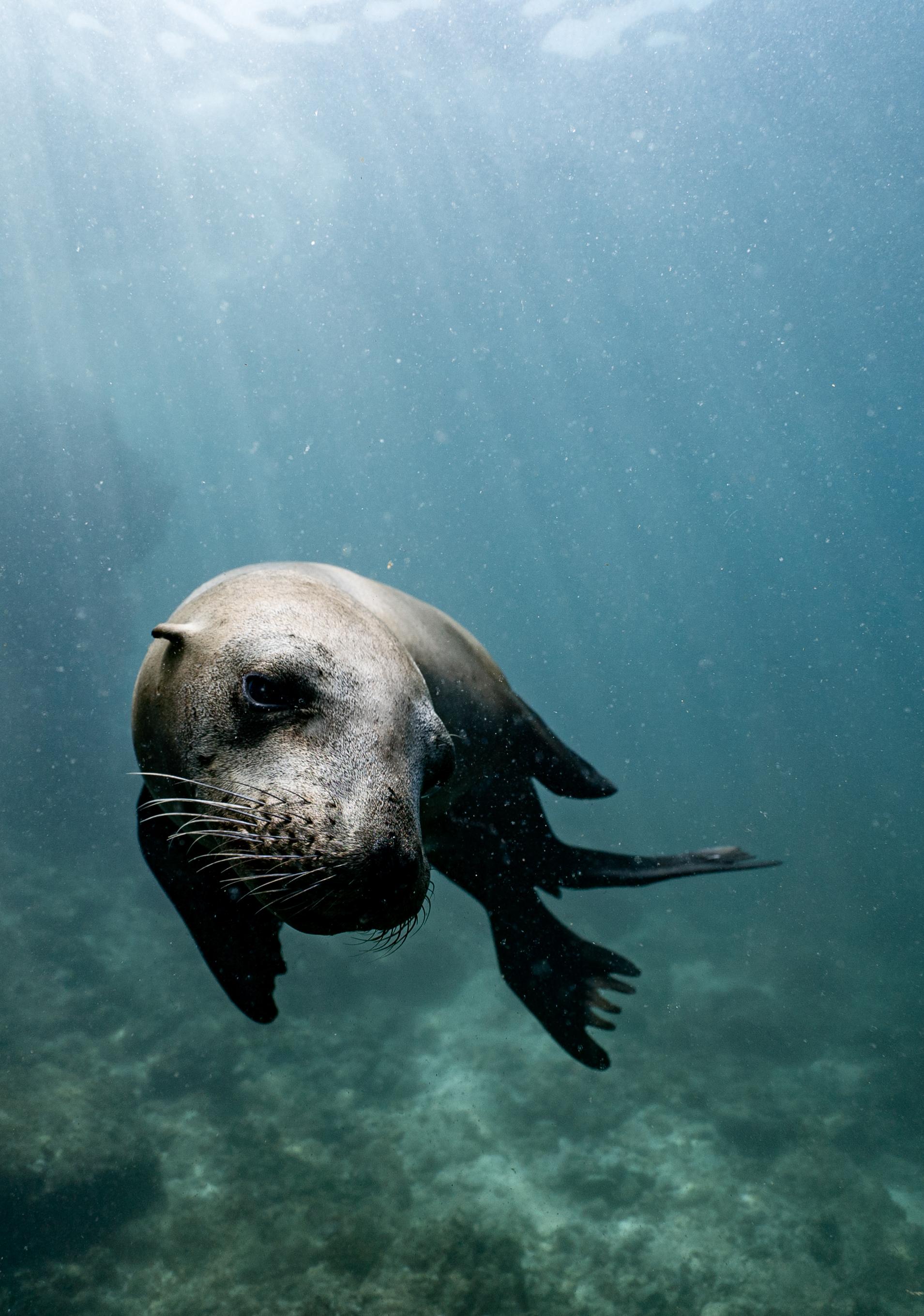1909x2717 Small cute seal swimming in ocean · Free