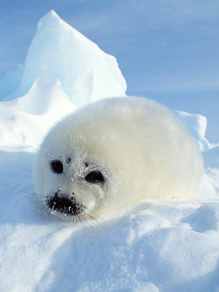 Cute Seal iPhone Wallpapers - Top Free Cute Seal iPhone Backgrounds ...