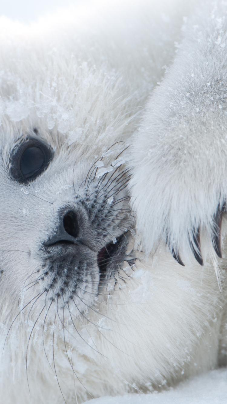 750x1334 Free download Cute Polar Seal Exclusive HD Wallpaper 2081 [4288x2848] for your Desktop, Mobile & Tablet. Explore Seals Wallpaper. Baby Seal Wallpaper, CIA Seal Wallpaper, Navy Seal Logo Wallpaper