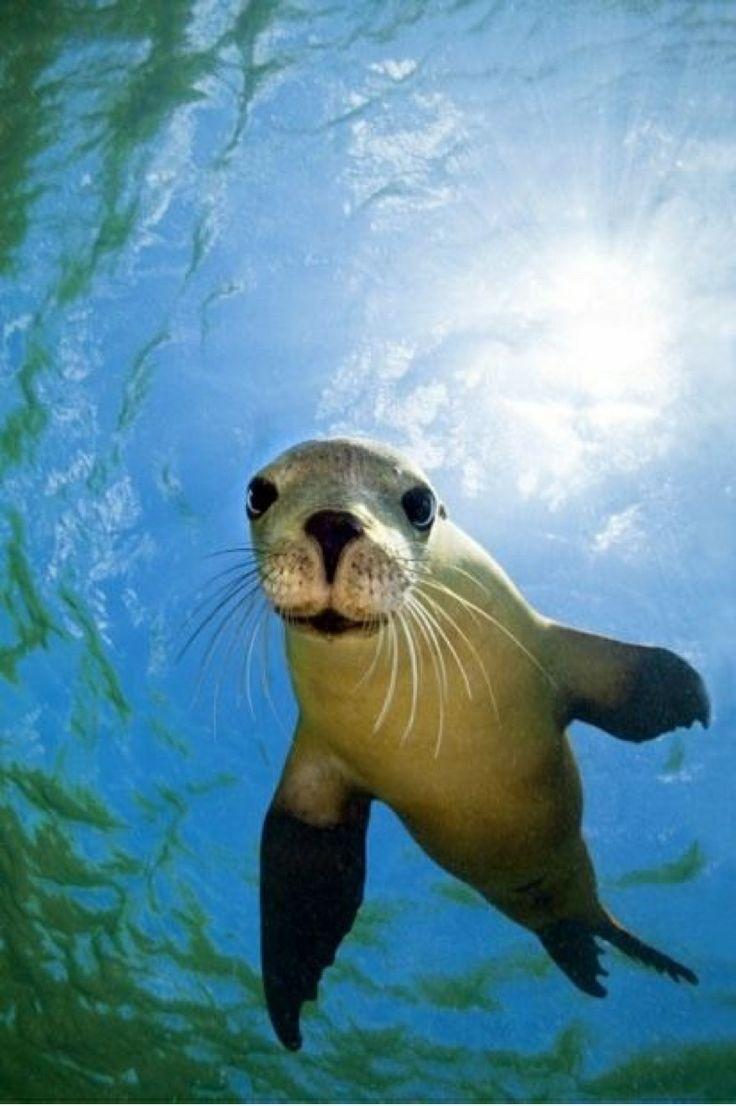 736x1106 Sea Lions Wallpaper
