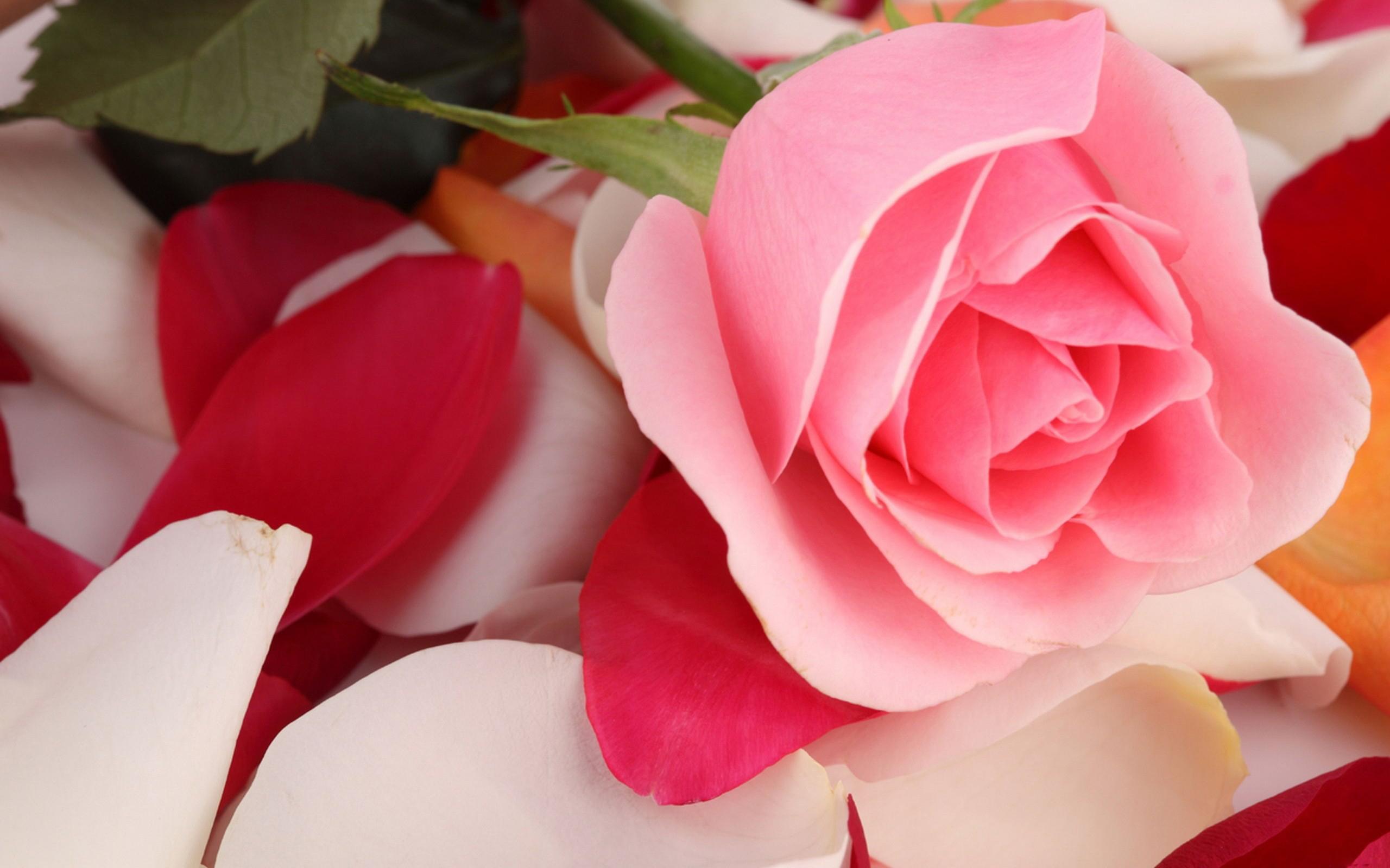 2560x1600 Desktop Wallpaper Beautiful Pink Rose Flower, HD Image, Picture, Background, H383l5