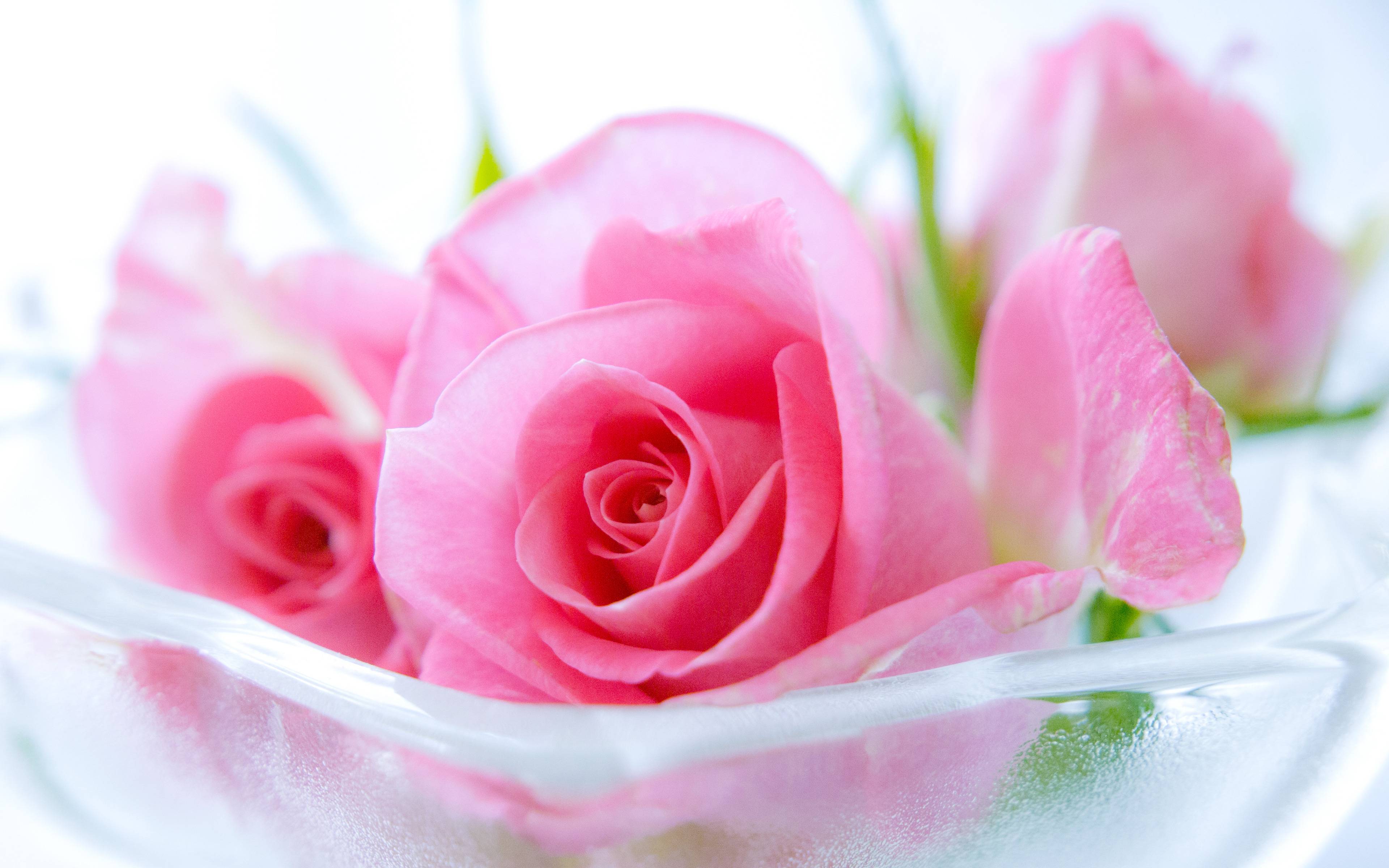 3840x2400 Pink Roses Wallpaper, Image, Background, Picture