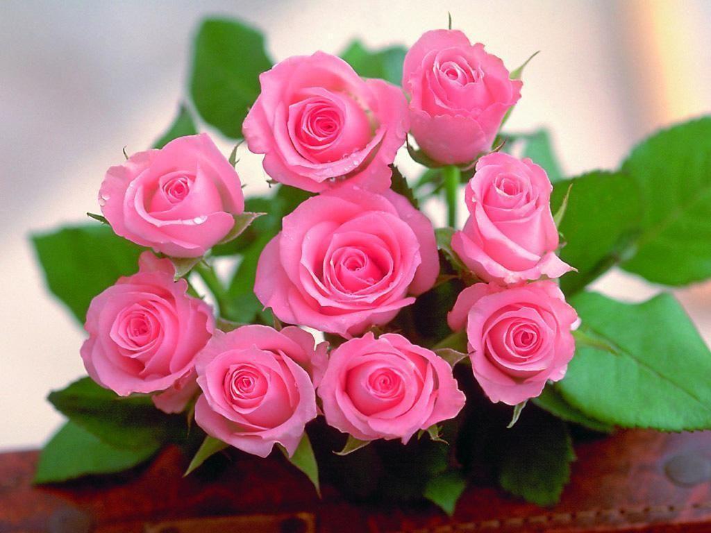 1024x768 Roses Wallpaper: The Rose of Love. Beautiful pink roses, Flower seeds, Beautiful flowers wallpaper