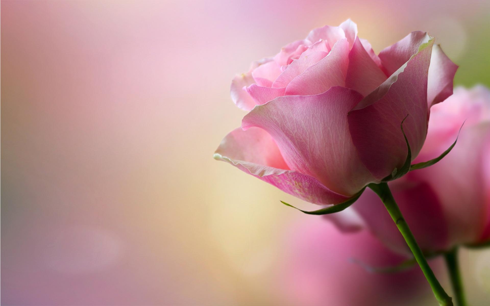1920x1200 Beautiful Pink Roses Wallpaper
