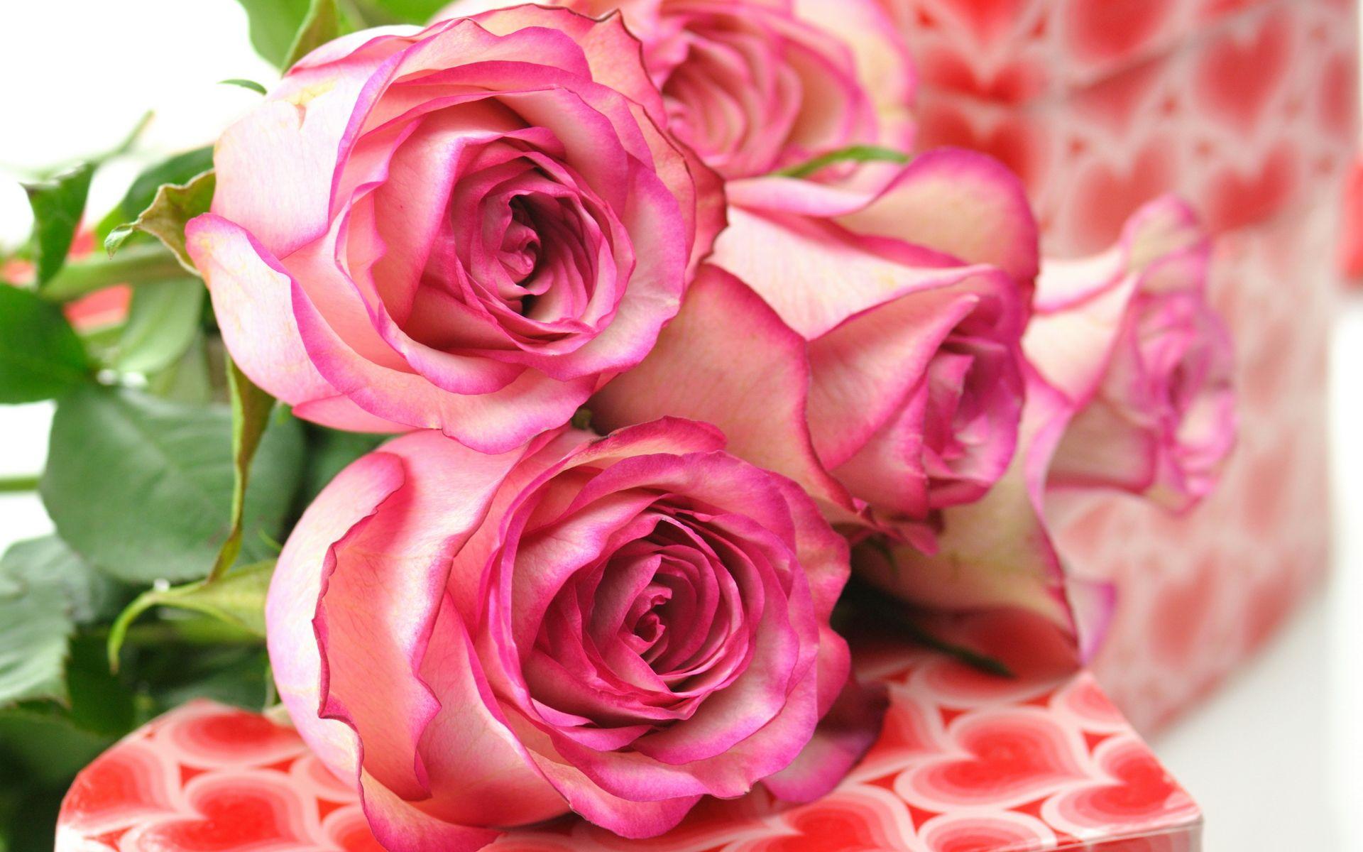 1920x1200 Beautiful Pink Roses wallpaperx1200
