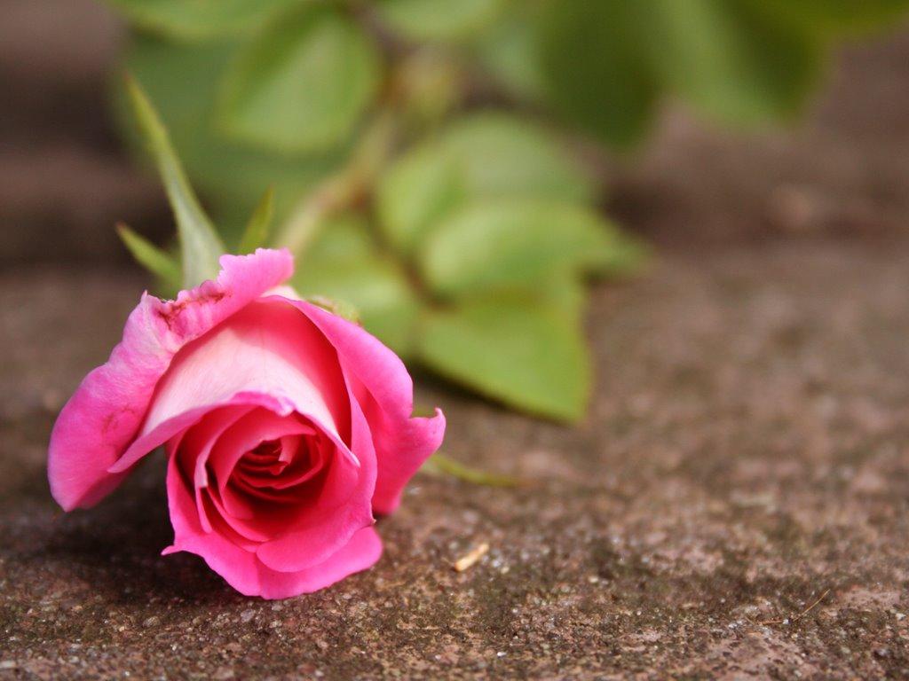1024x768 Rose Wallpaper: beautiful pink rose wallpaper